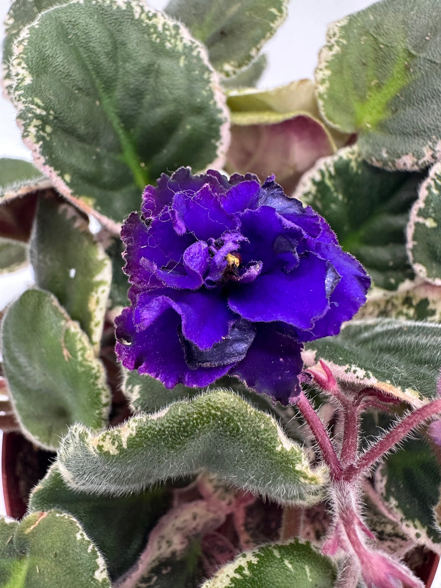 Lyon's Private Dancer - Live African Violet 6"