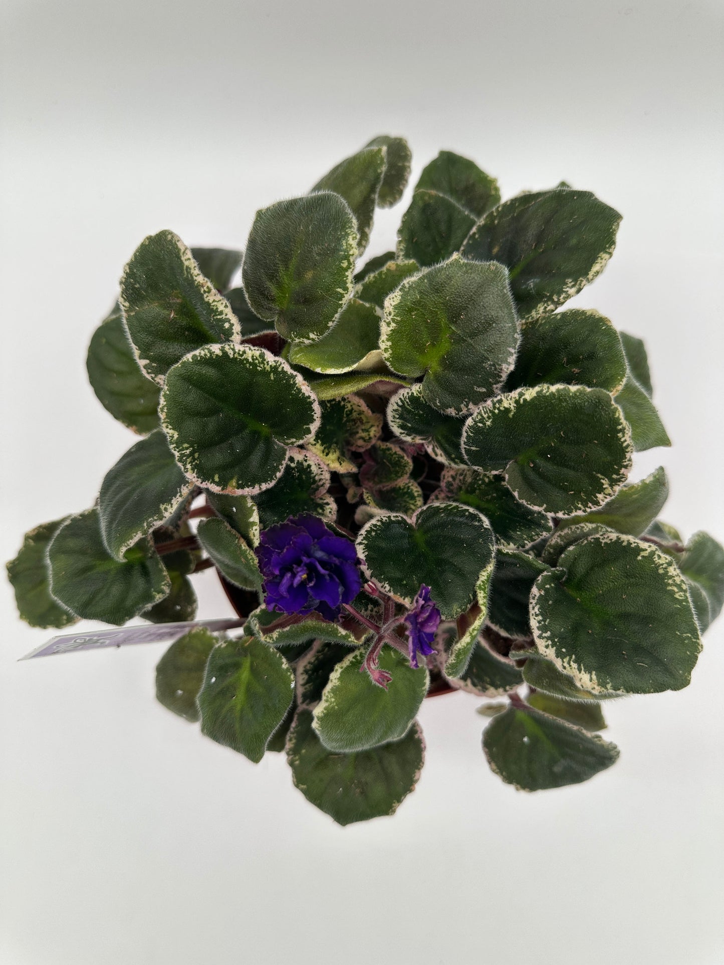 Lyon's Private Dancer - Live African Violet 6"