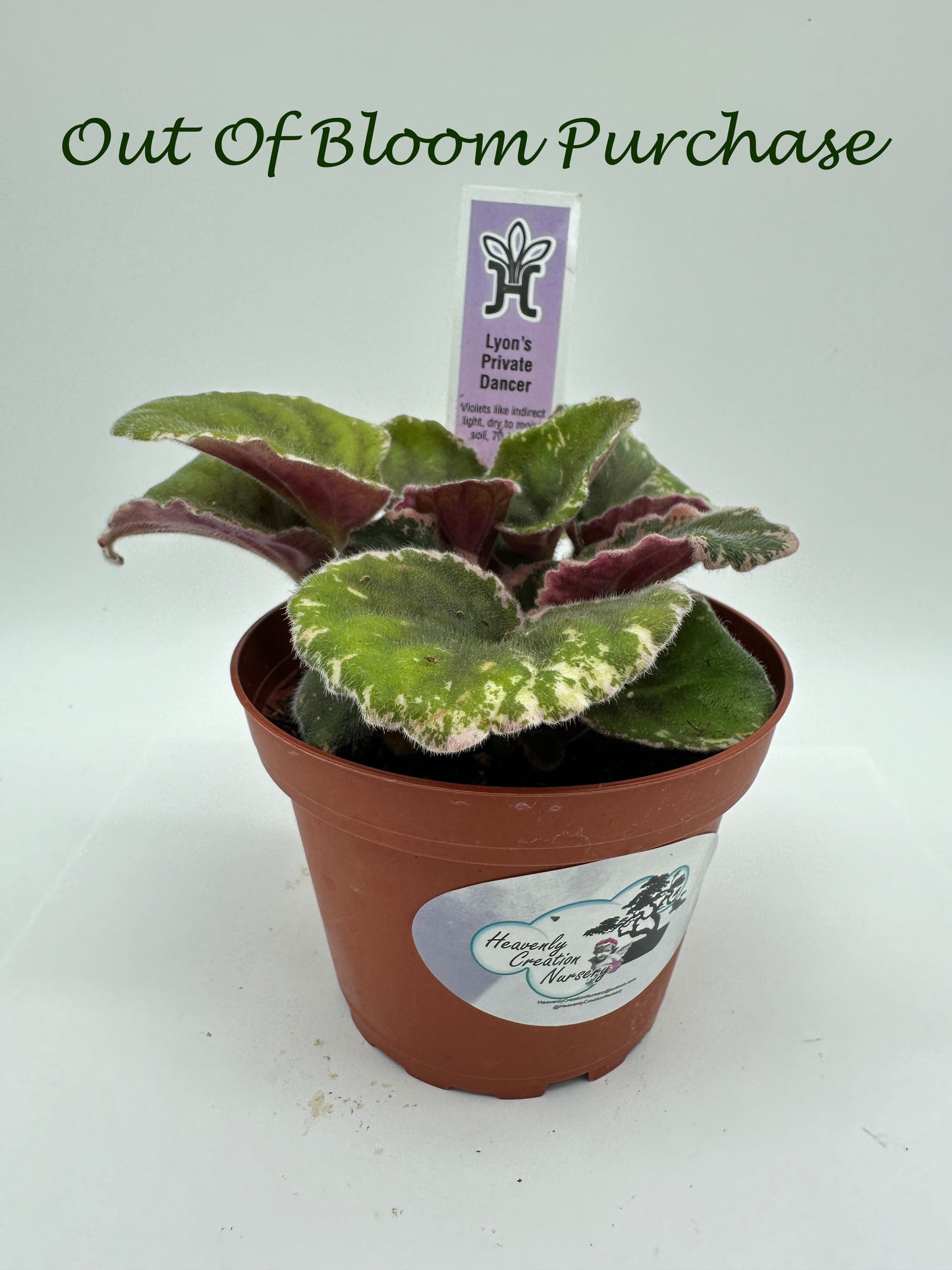 Lyon's Private Dancer - Live African Violet 4"