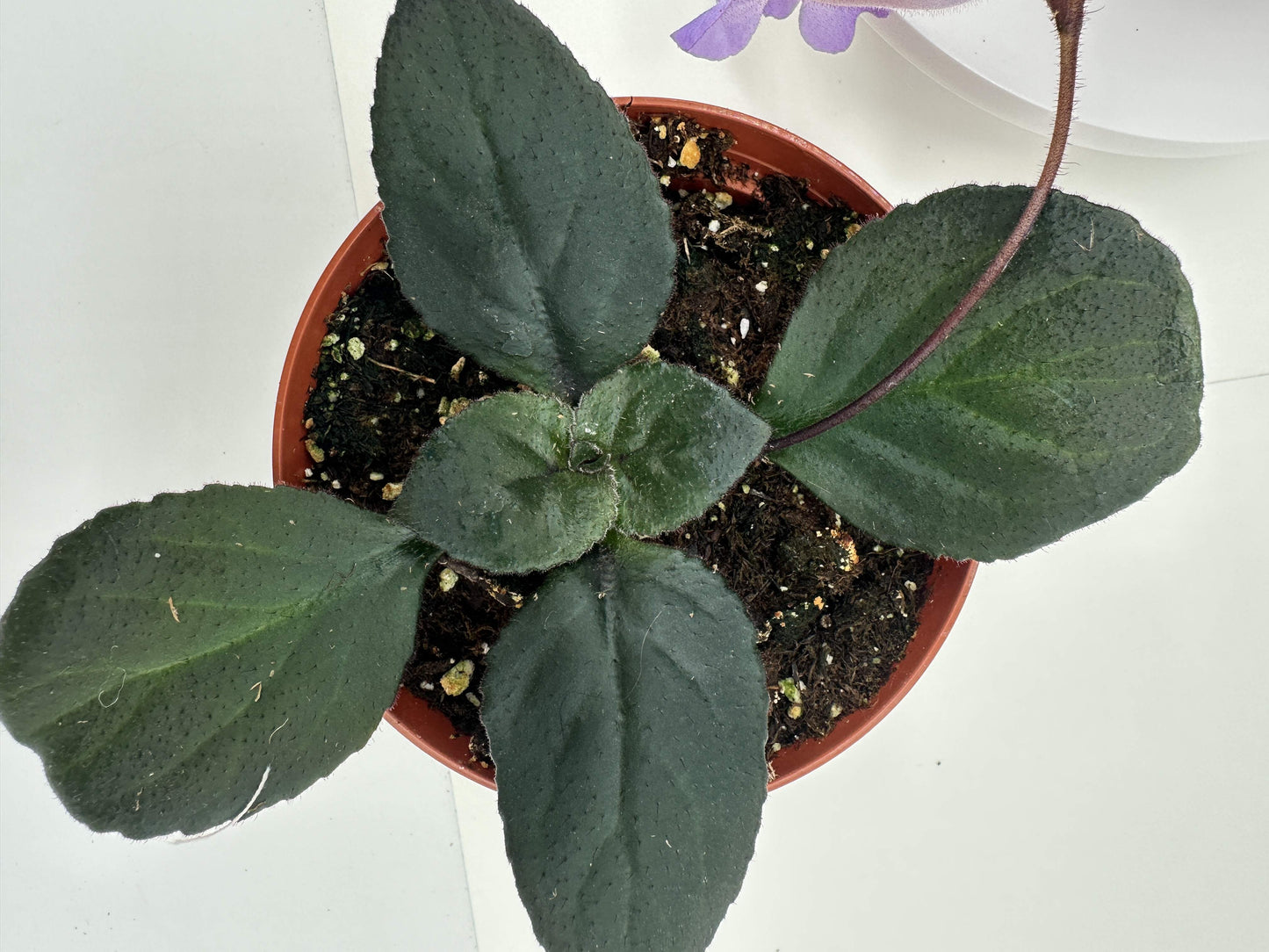 MB Dark and Stormy (Asian Violet) - Live Plant 4"