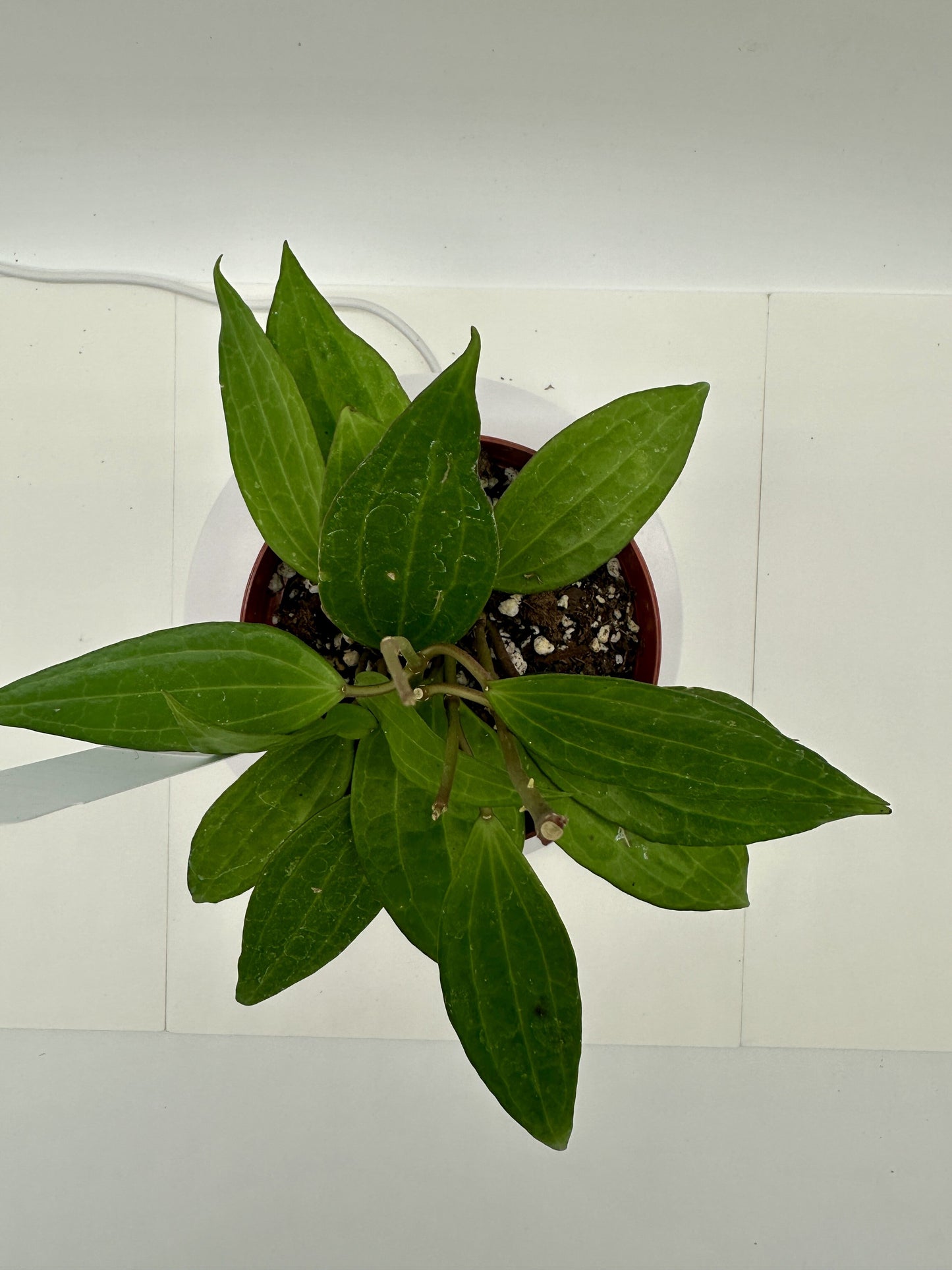 Macrophylla Green - Live Hoya 4"