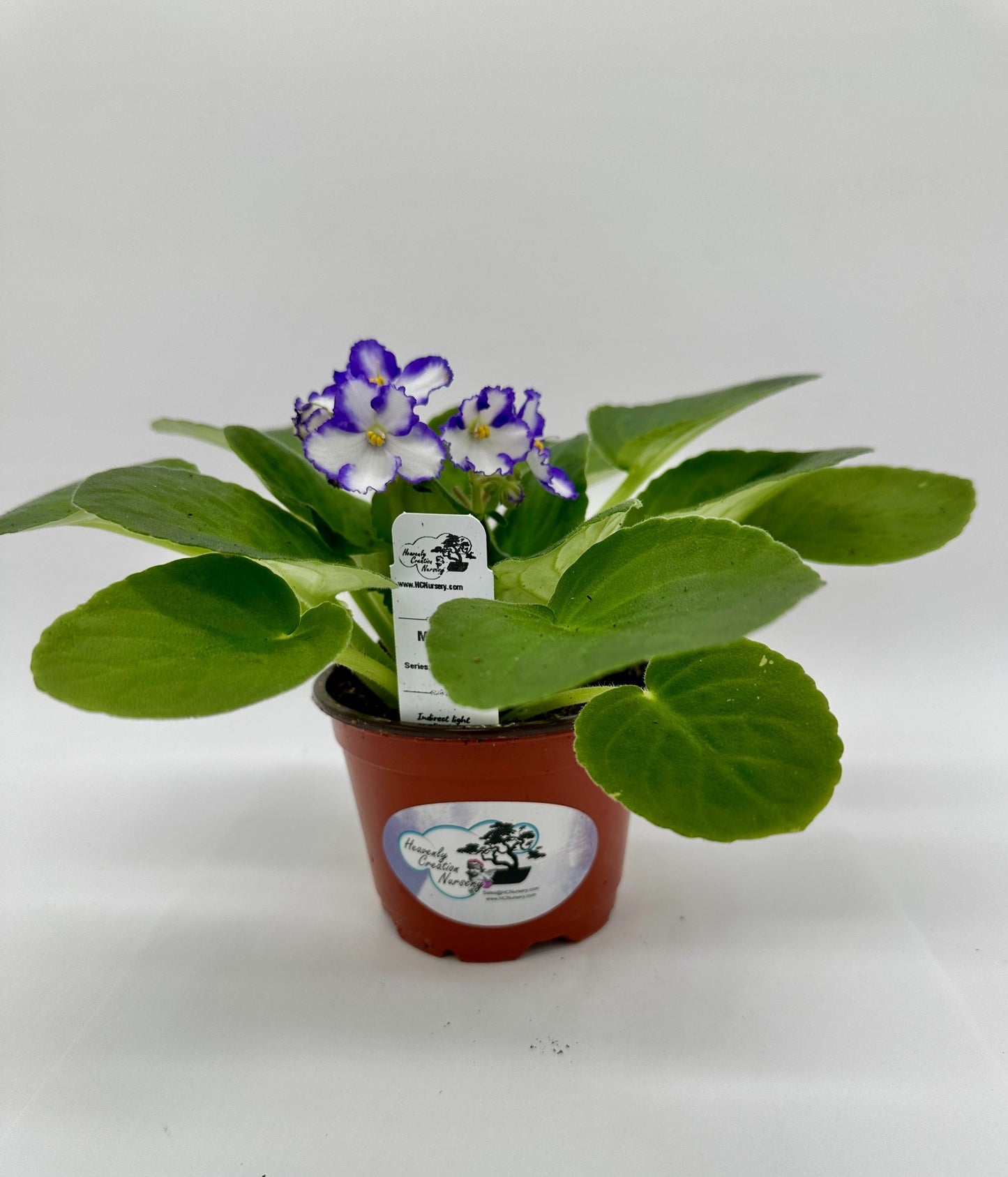 Main II- Live African Violet 4" - Series: U.S. States