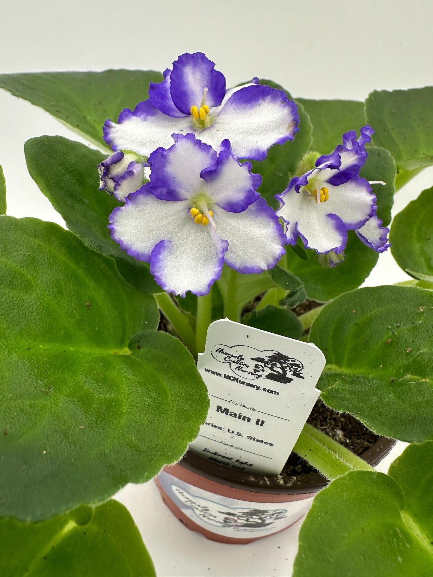 Main II- Live African Violet 4" - Series: U.S. States