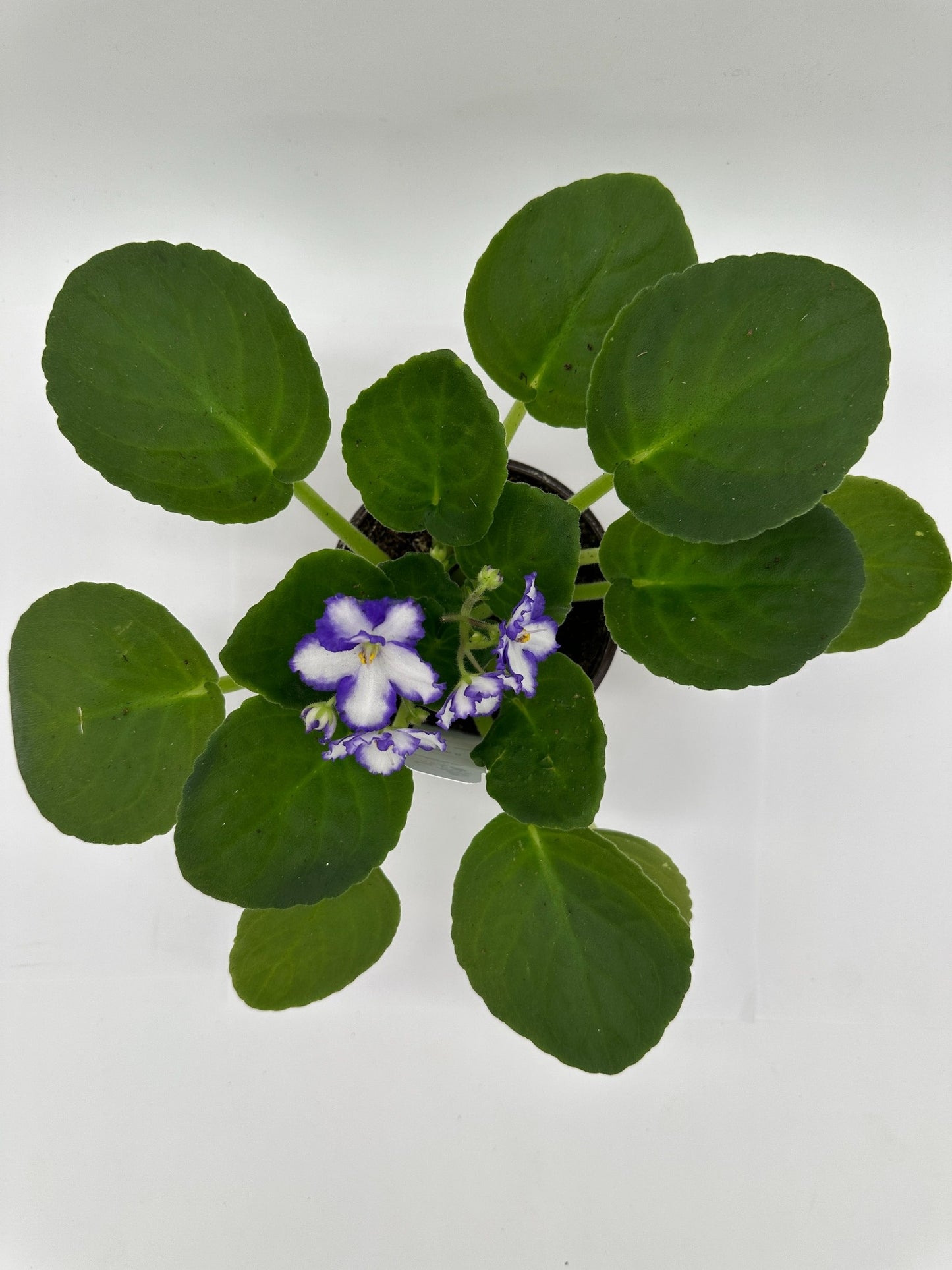 Main II- Live African Violet 4" - Series: U.S. States