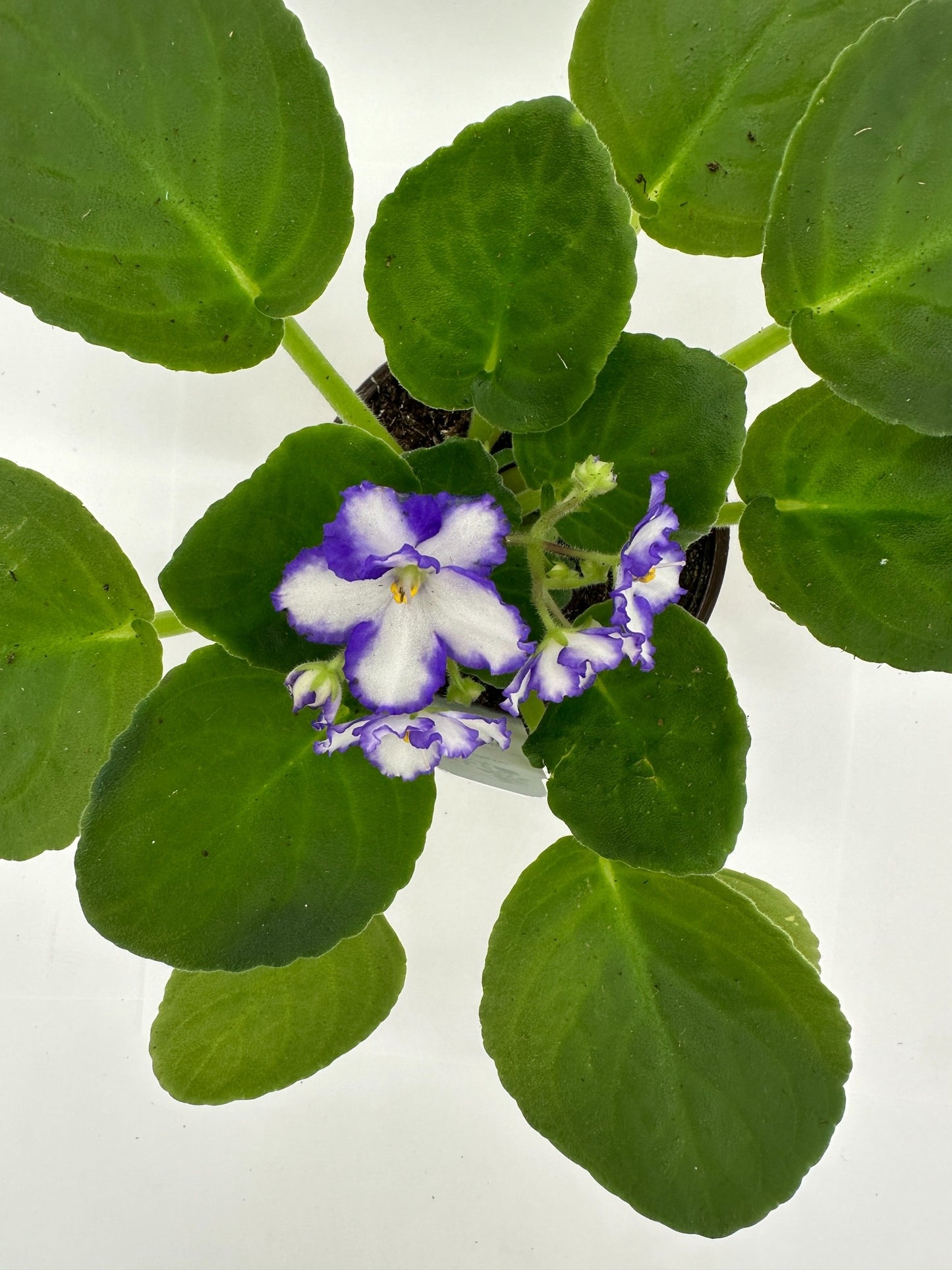 Main II- Live African Violet 4" - Series: U.S. States