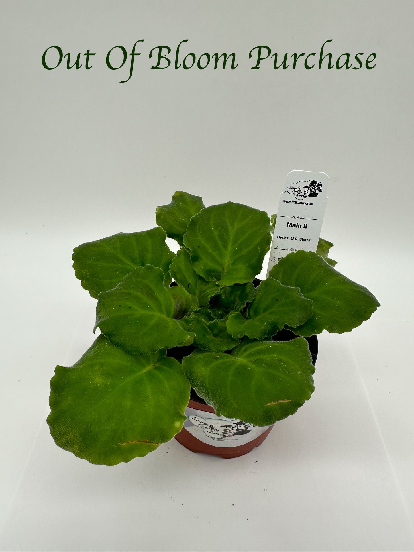 Main II- Live African Violet 4" - Series: U.S. States