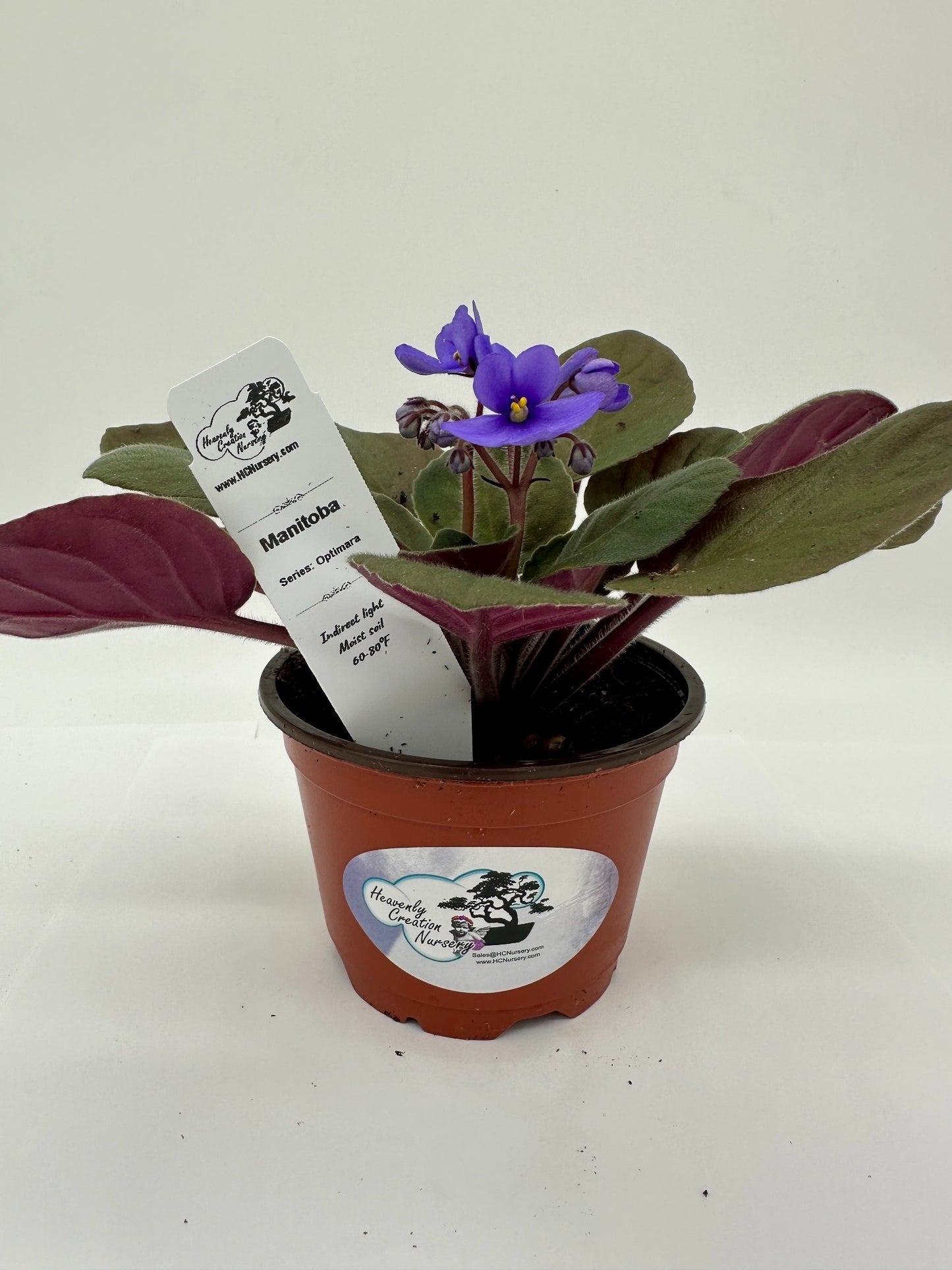 Manitoba - Live African Violet 4" - Series: Optimara