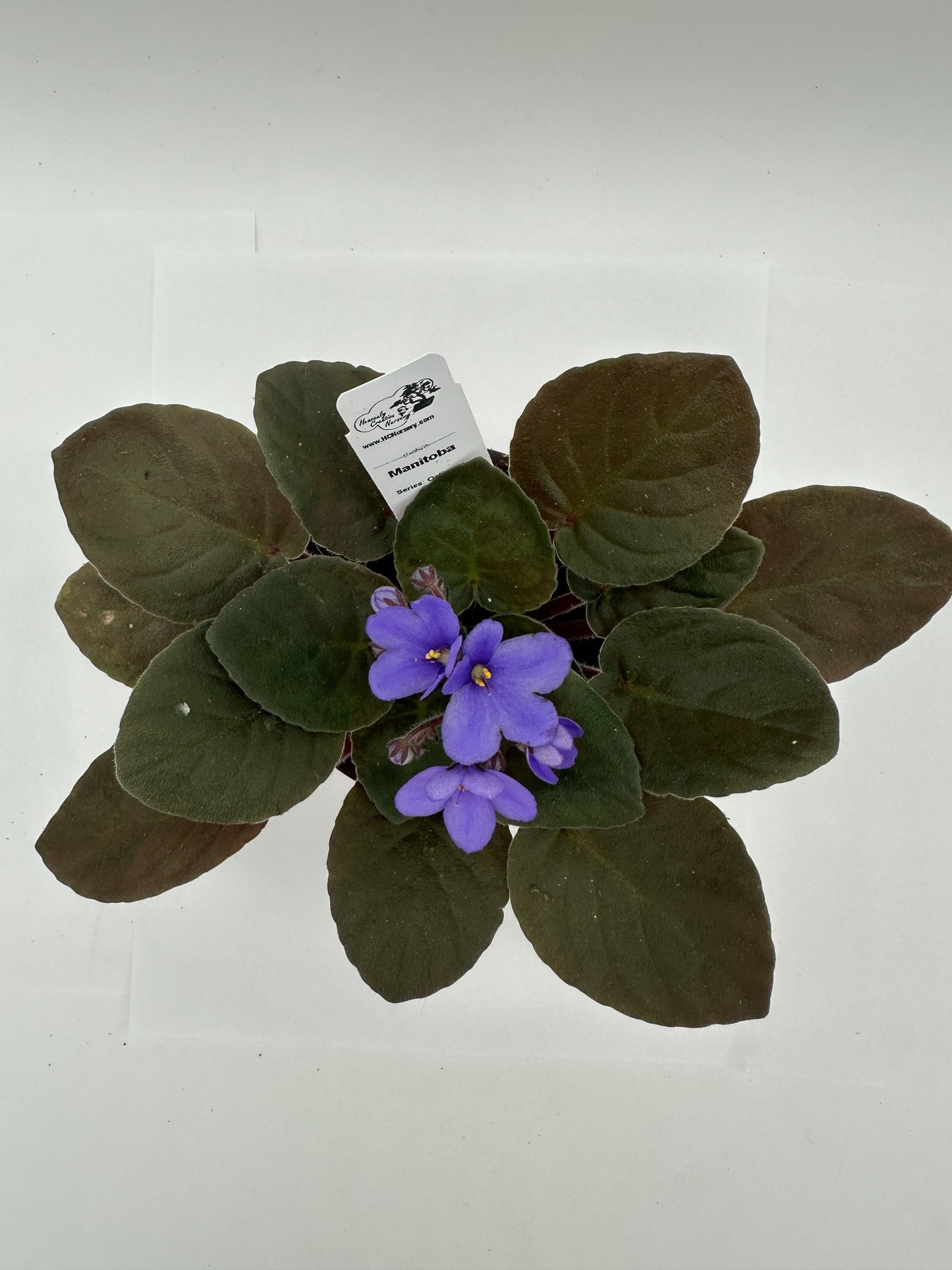 Manitoba - Live African Violet 4" - Series: Optimara