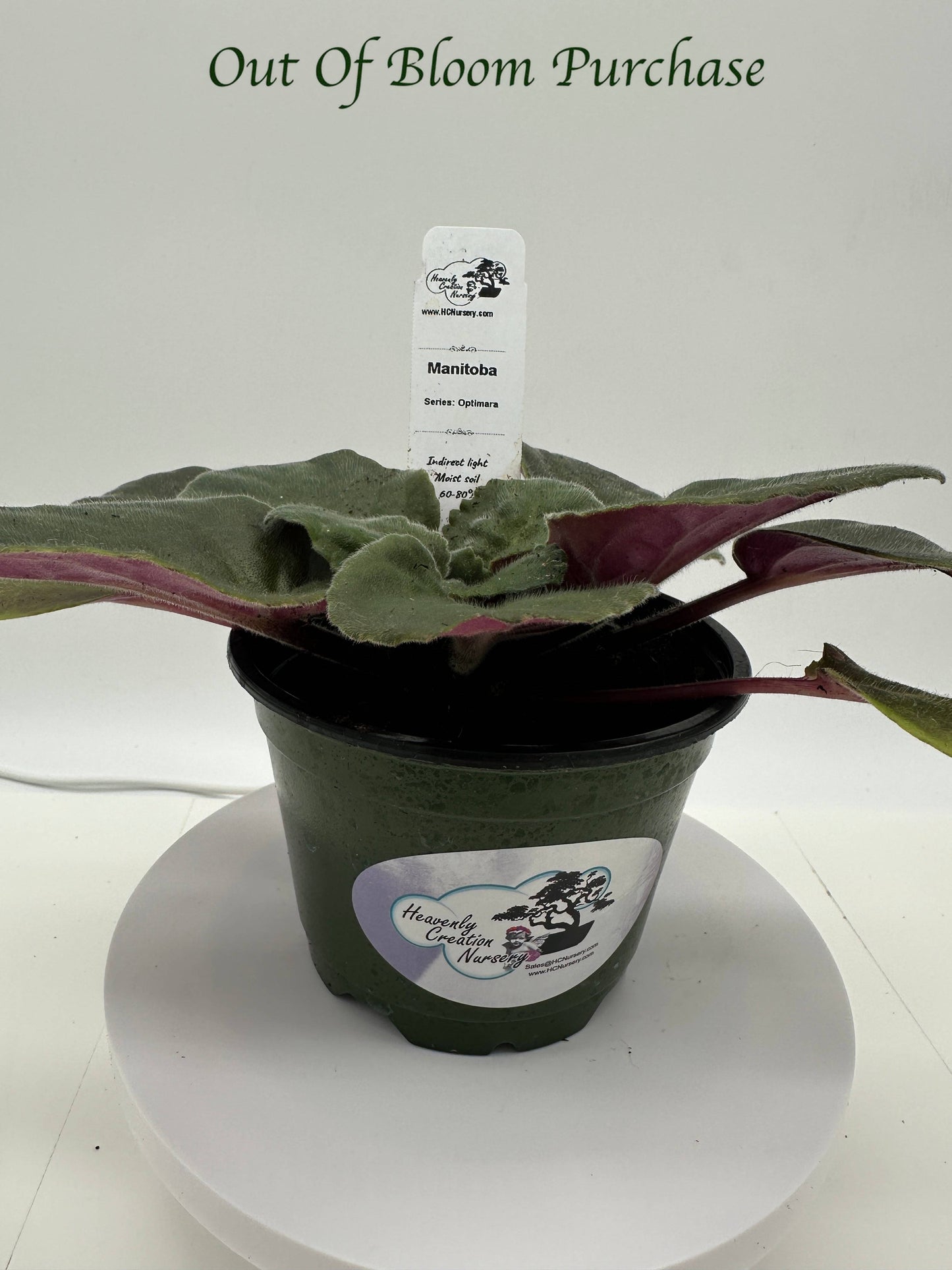 Manitoba - Live African Violet 4" - Series: Optimara