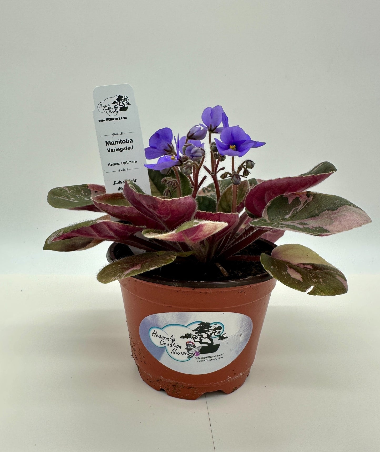 Manitoba - Variegated (Rare) - Live African Violet 4" - Series: Optimara