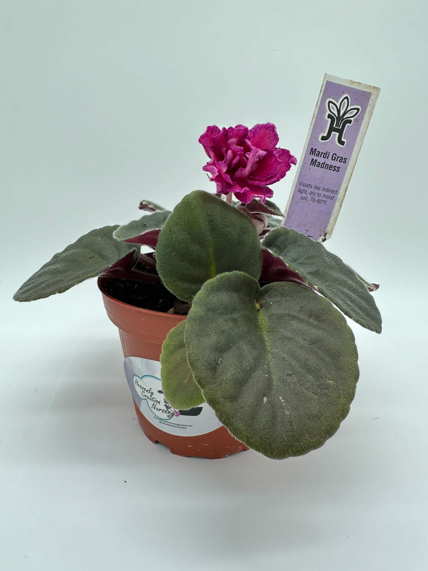 Mardi Gras Madness - Live African Violet 4"