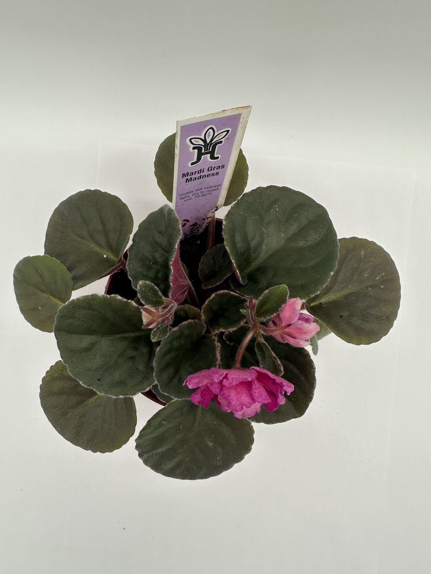 Mardi Gras Madness - Live African Violet 4"