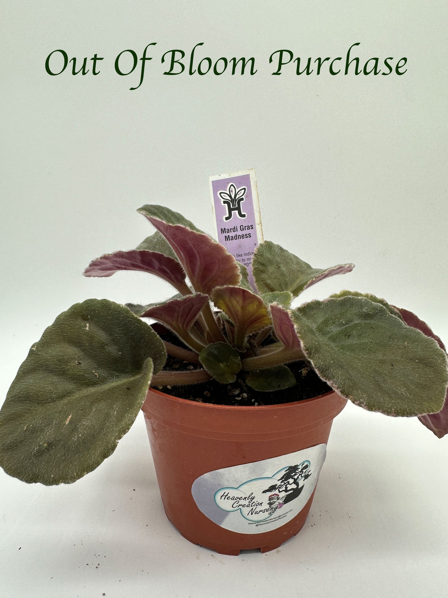 Mardi Gras Madness - Live African Violet 4"