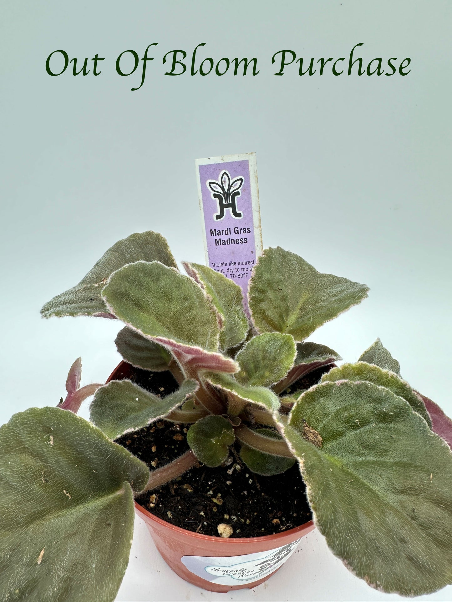 Mardi Gras Madness - Live African Violet 4"