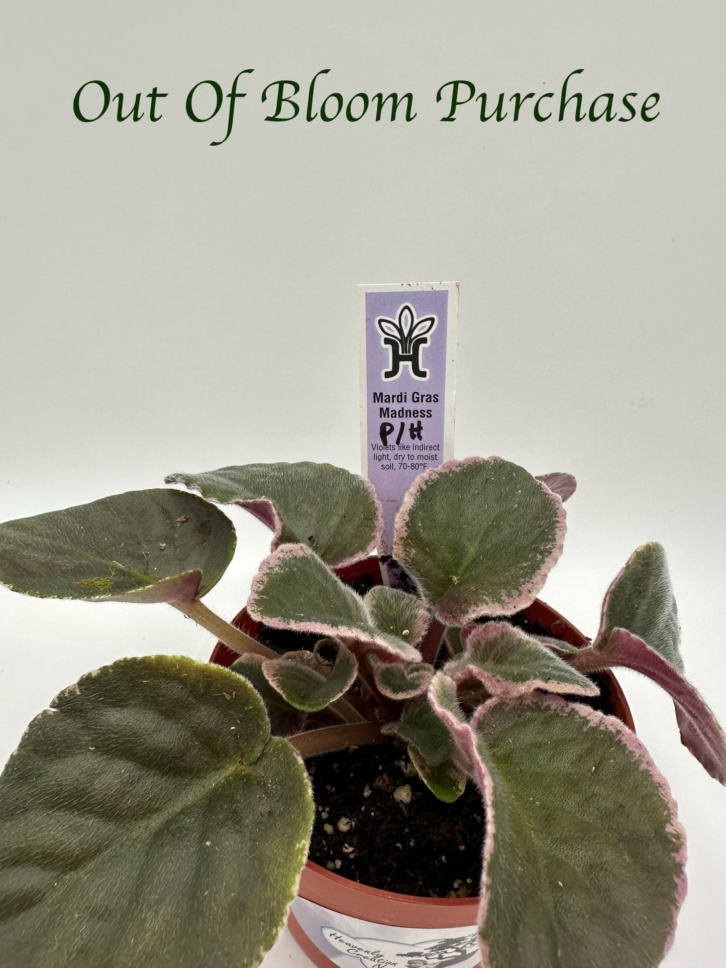 Mardi Gras Madness - Purple Hybrid - Live African Violet 4"