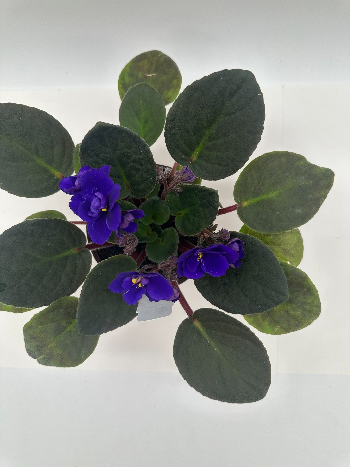 Margit III - Double Bloom - Live African Violet 4" - Series: Rhapsodie