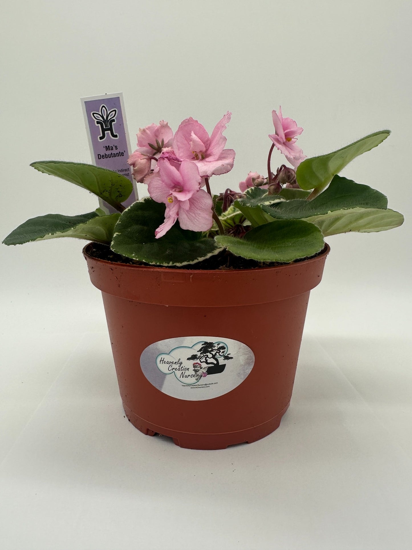 Ma's Debutante - Live African Violet 6"