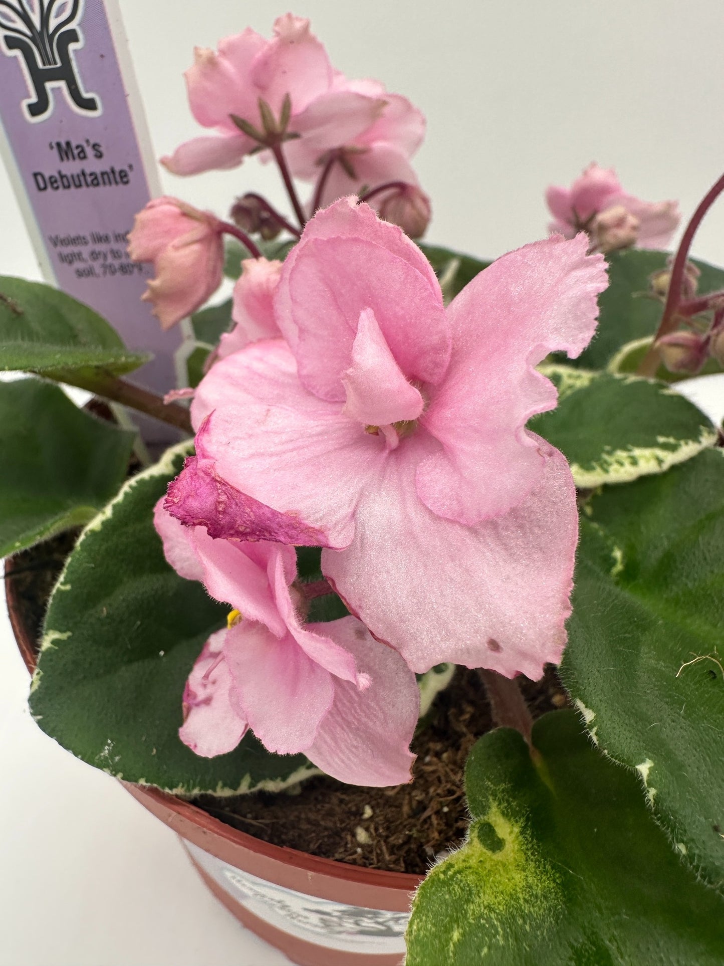 Ma's Debutante - Live African Violet 6"
