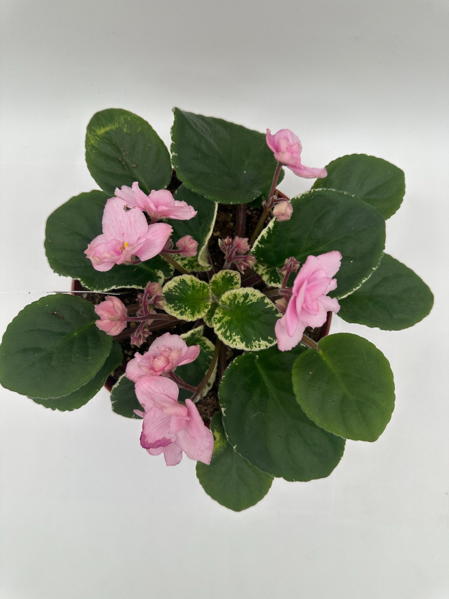 Ma's Debutante - Live African Violet 6"