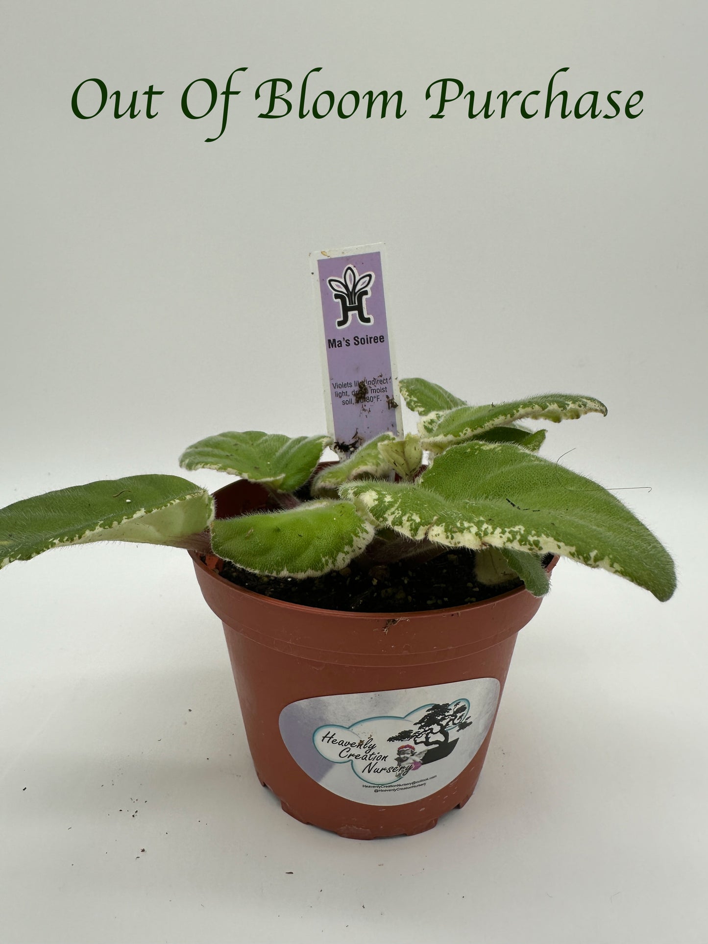 Ma's Soiree - Live African Violet 4"