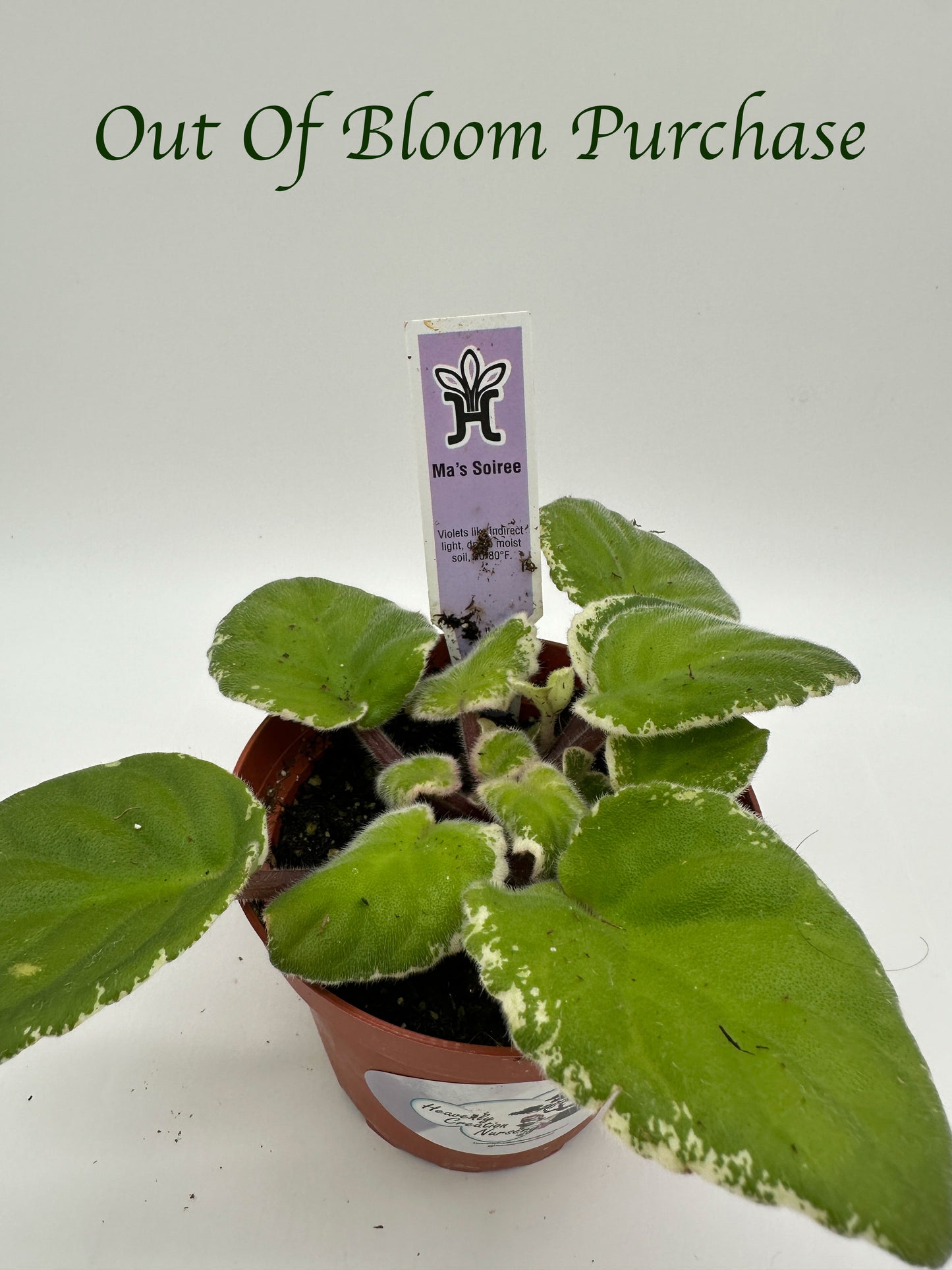 Ma's Soiree - Live African Violet 4"