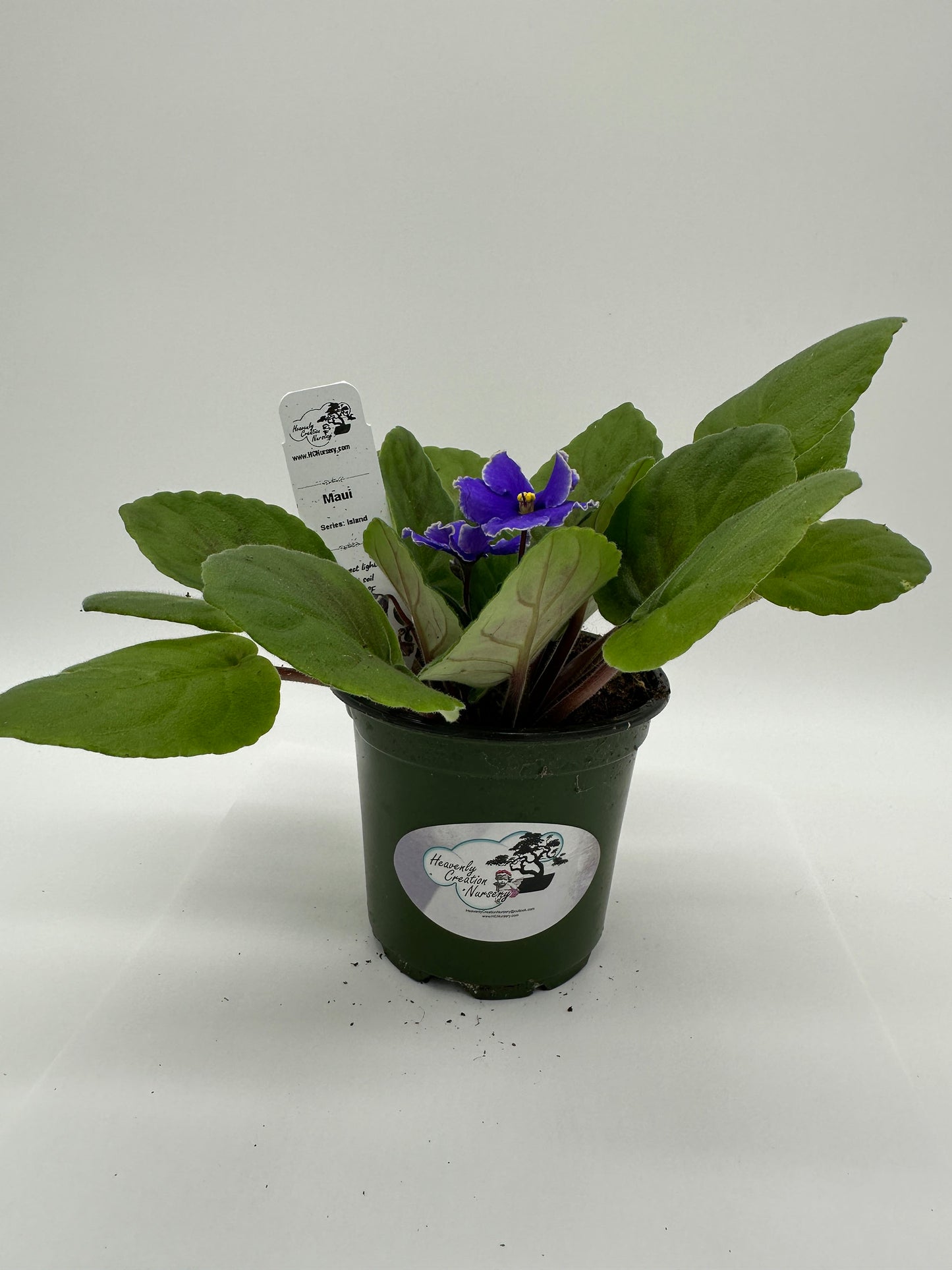 Maui - Live African Violet 4" - Series: Island