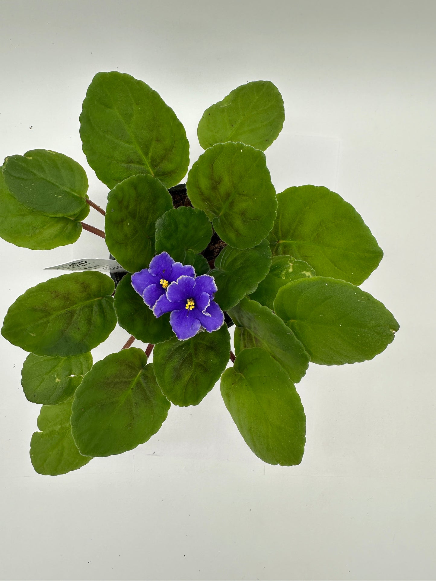 Maui - Live African Violet 4" - Series: Island