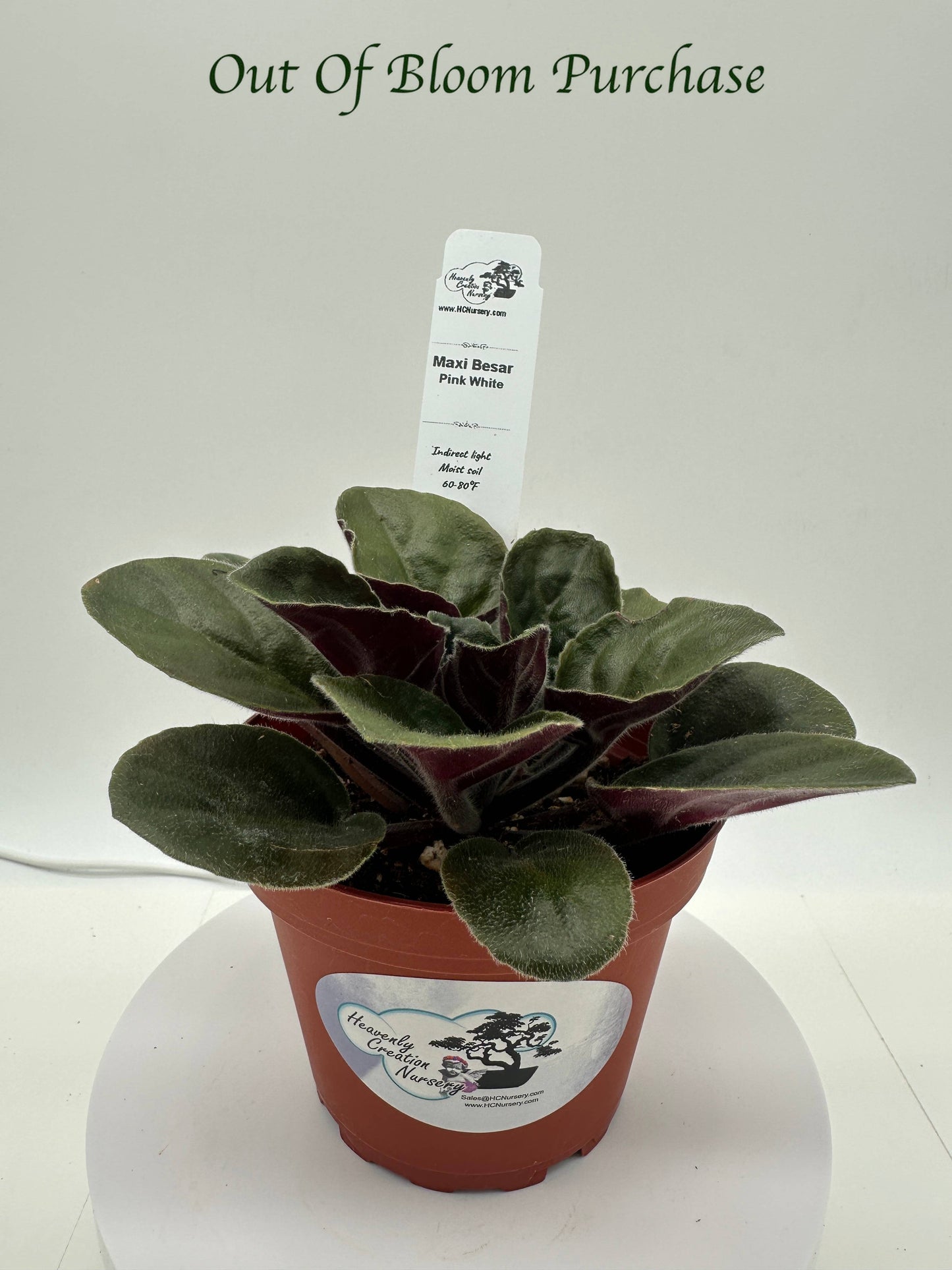 Maxi Besar Pink White - Live African Violet 4"