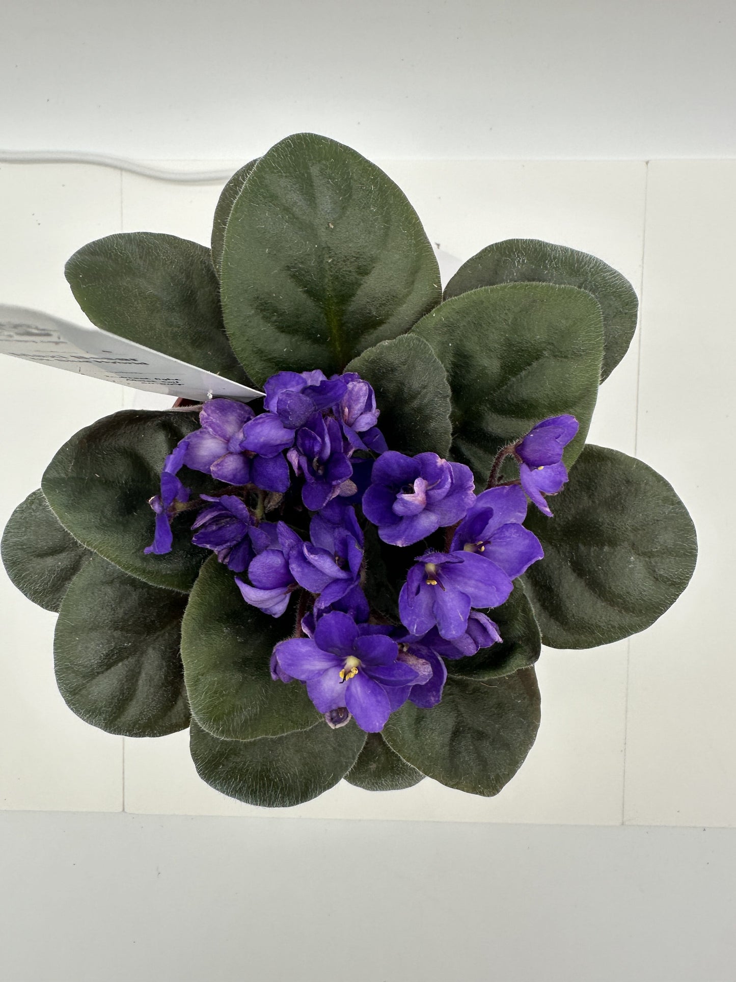 Maxi Besar - Dk Blue Hybrid - Live African Violet 4"
