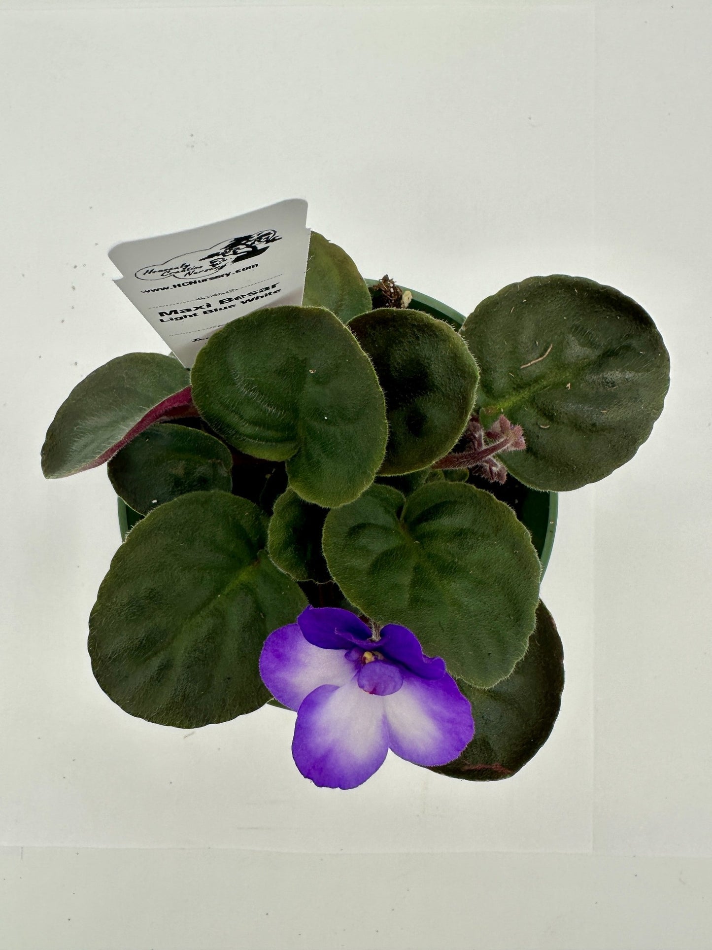 Maxi Catherina Light Blue White - Live African Violet 4"