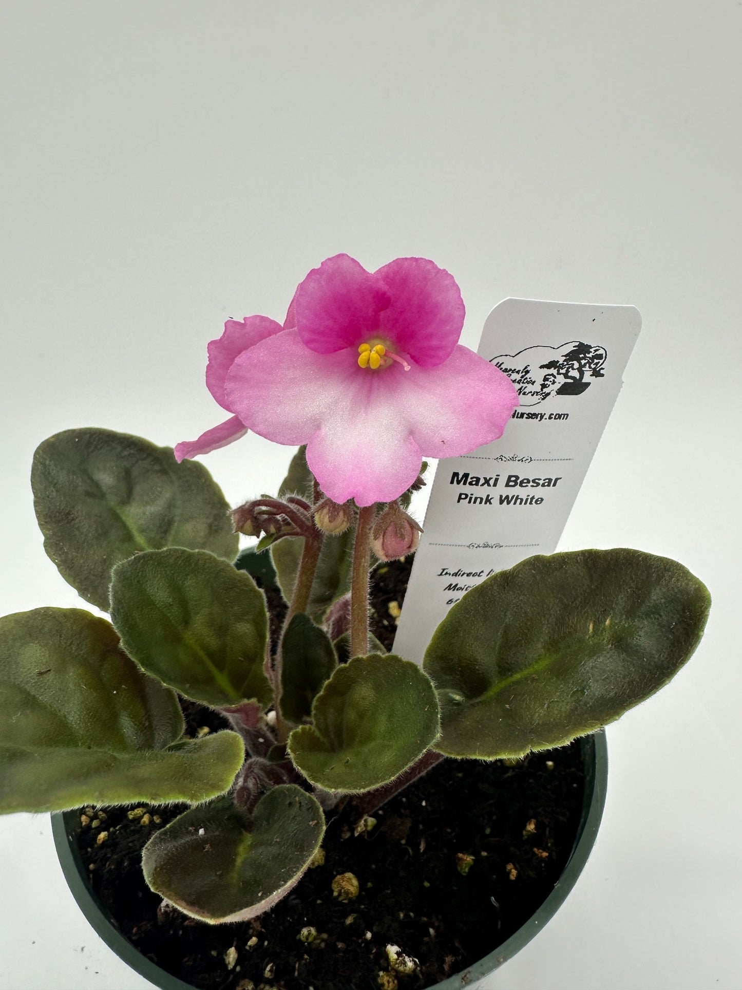 Maxi Catherina Pink White - Live African Violet 4"