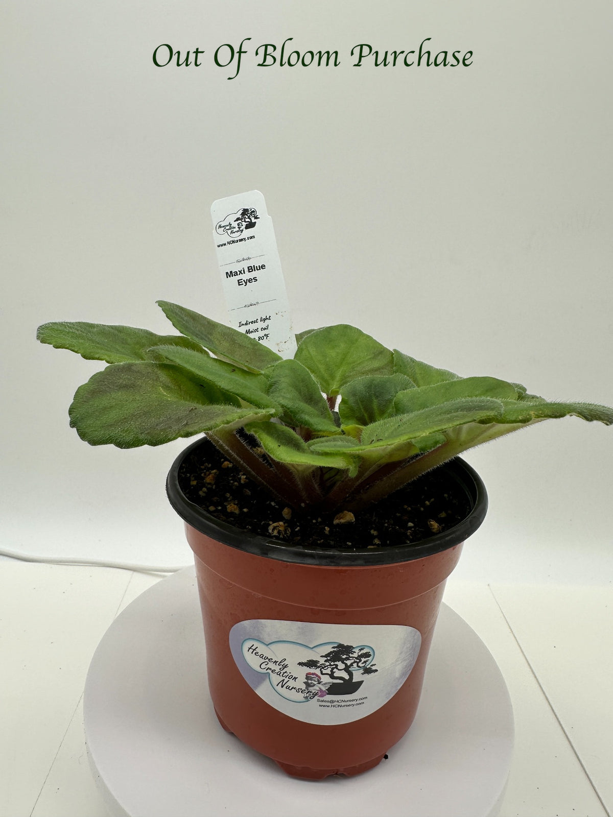 Maxi Blue Eyes - Live African Violet 4"