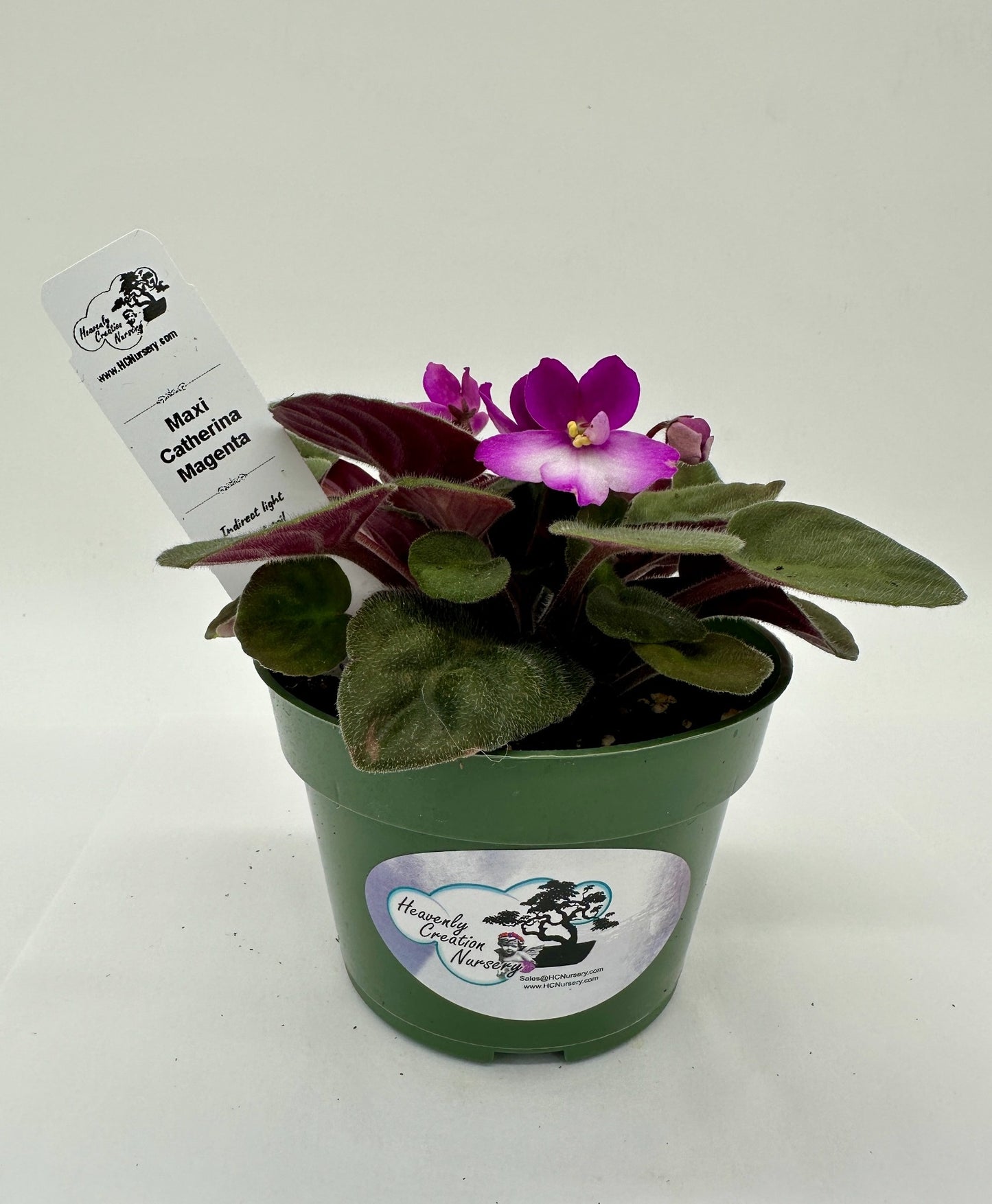 Maxi Catherina Magenta - Live African Violet 4"