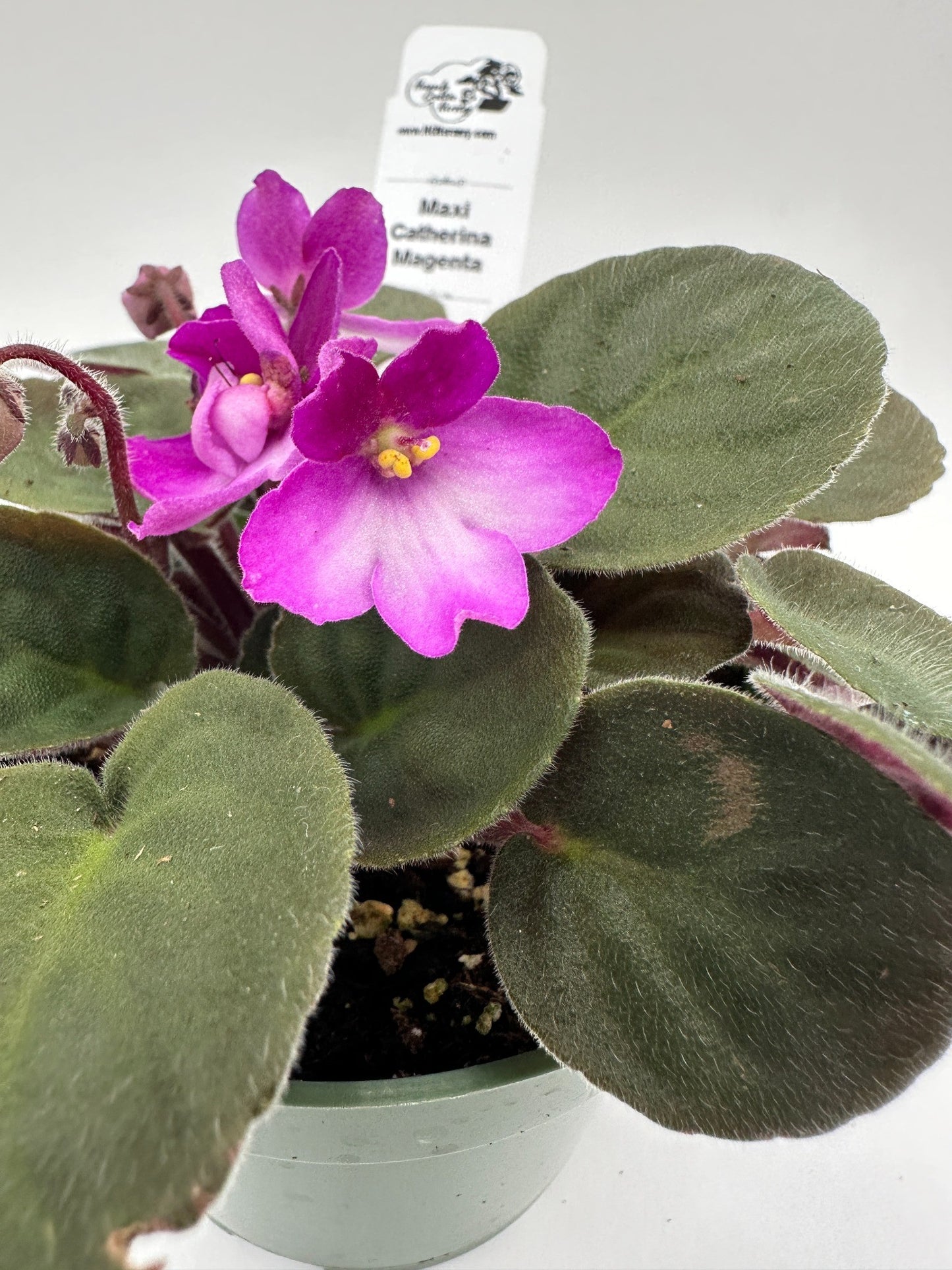 Maxi Catherina Magenta - Live African Violet 4"