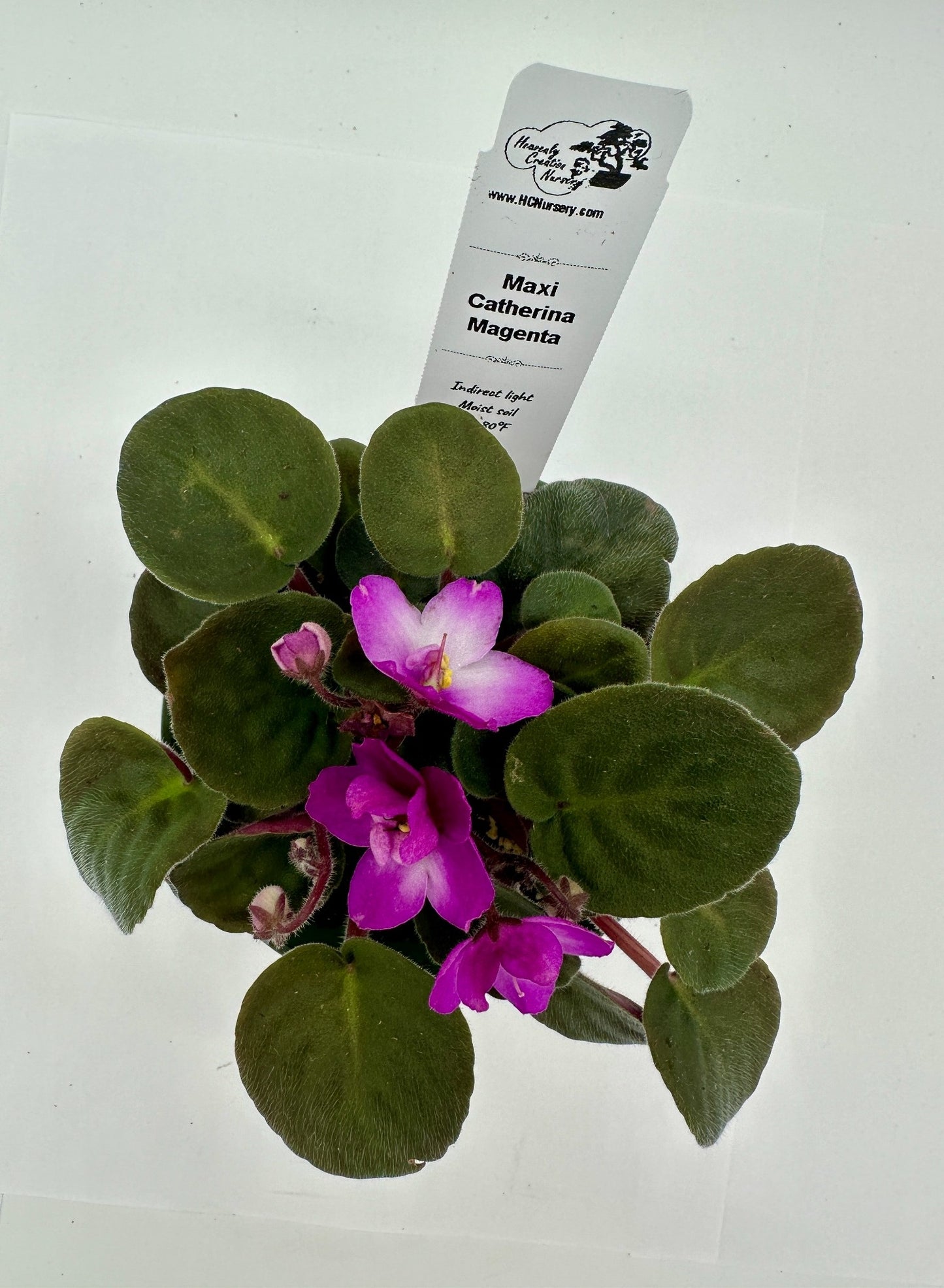 Maxi Catherina Magenta - Live African Violet 4"