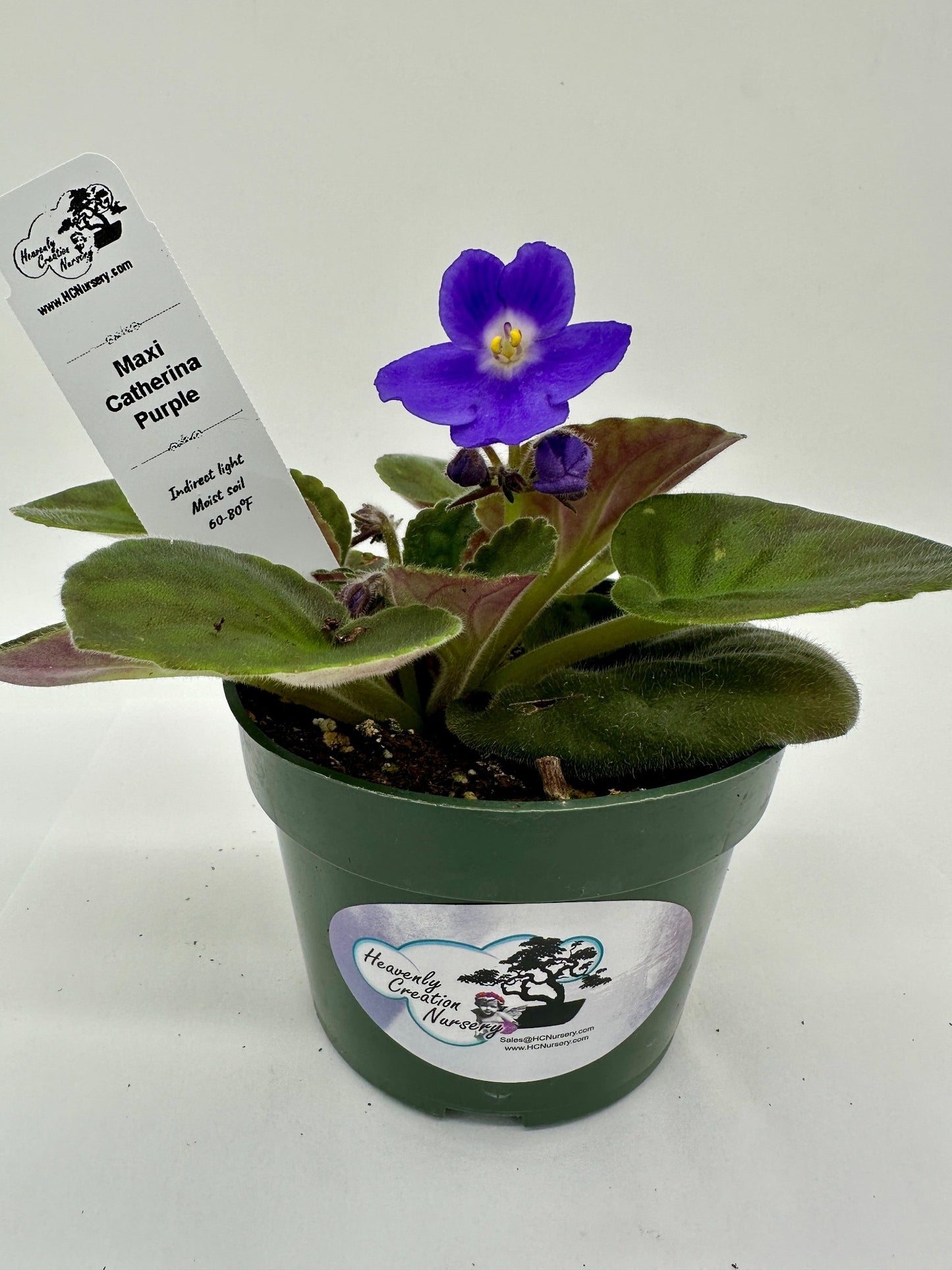 Maxi Catherina Purple - Live African Violet 4"