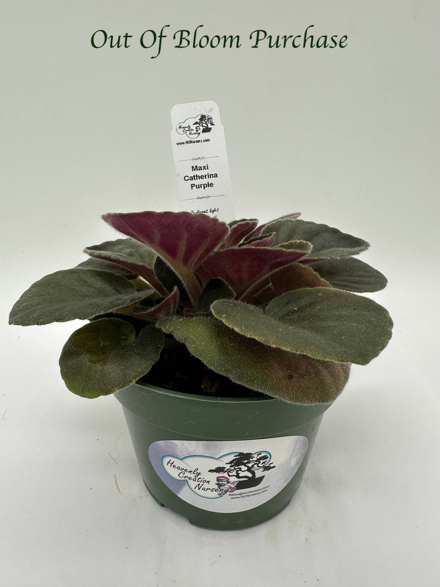 Maxi Catherina Purple - Live African Violet 4"
