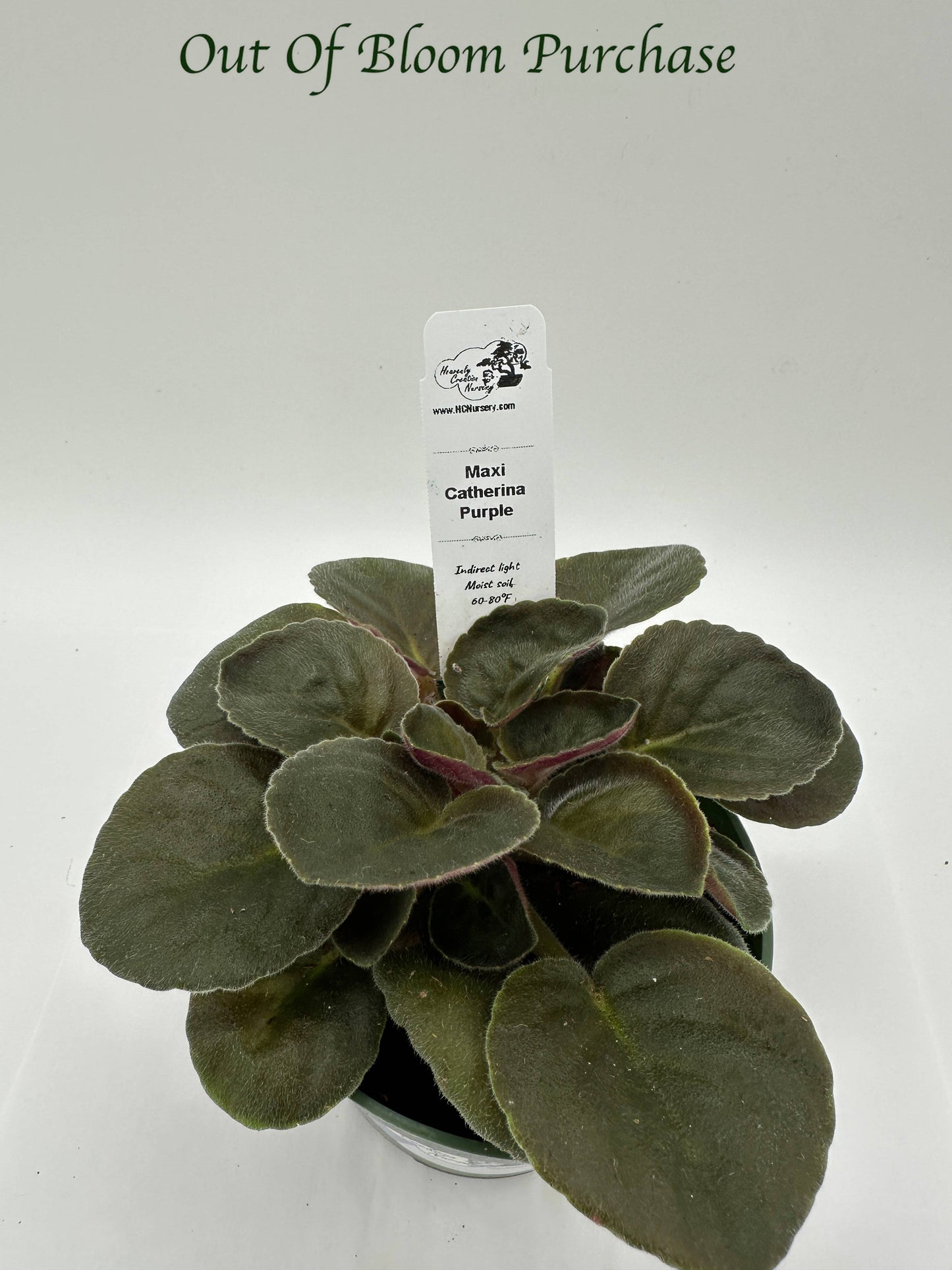 Maxi Catherina Purple - Live African Violet 4"