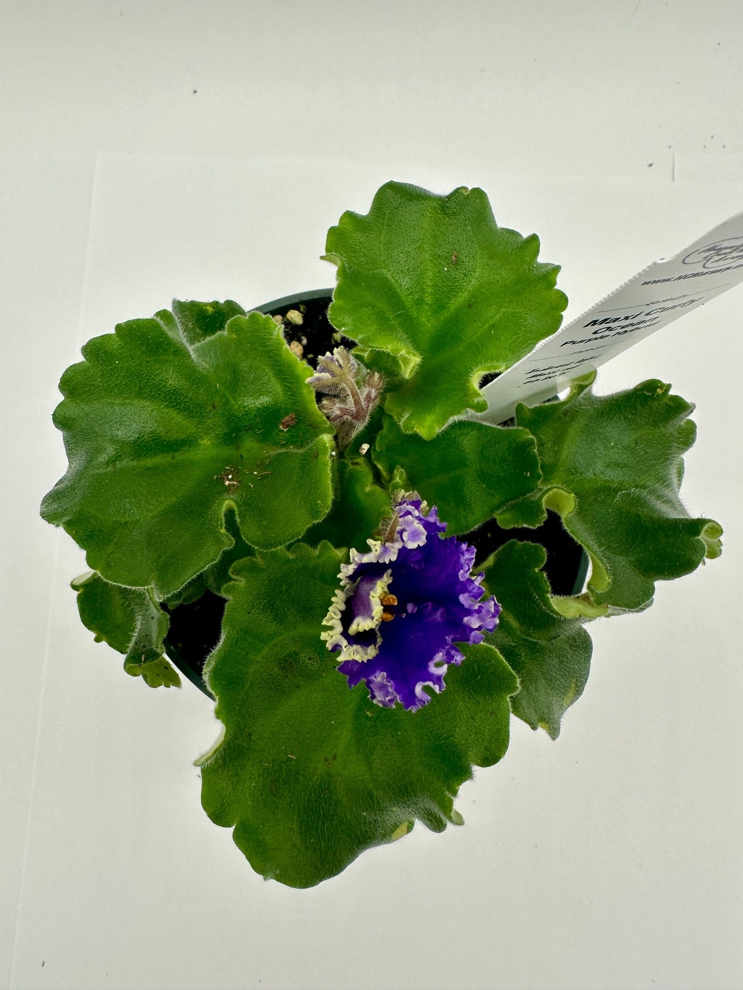 Maxi Curly Ocean - Dk. Purple Hybrid - Live African Violet 4"