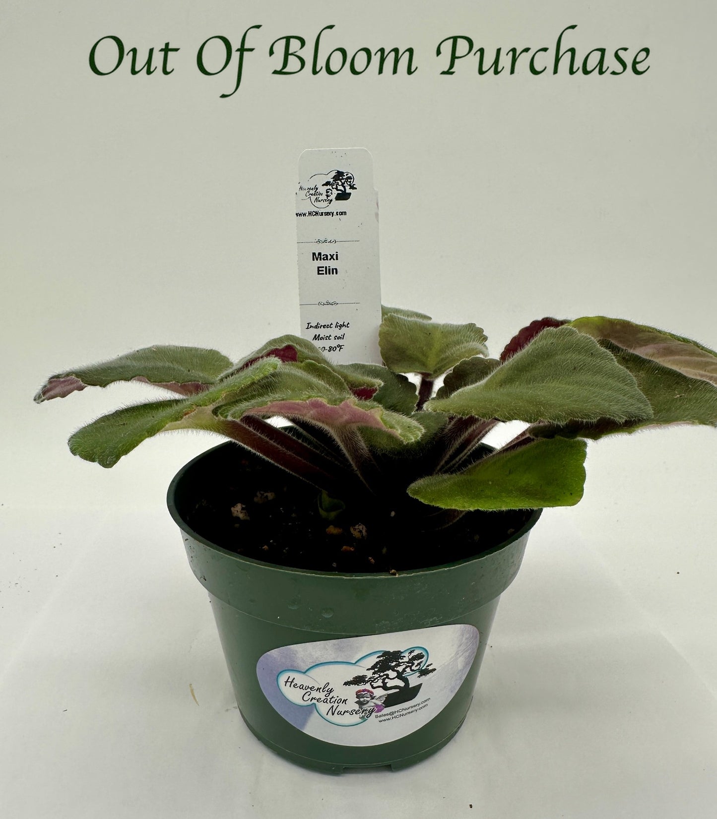Maxi Elin - Live African Violet 4"