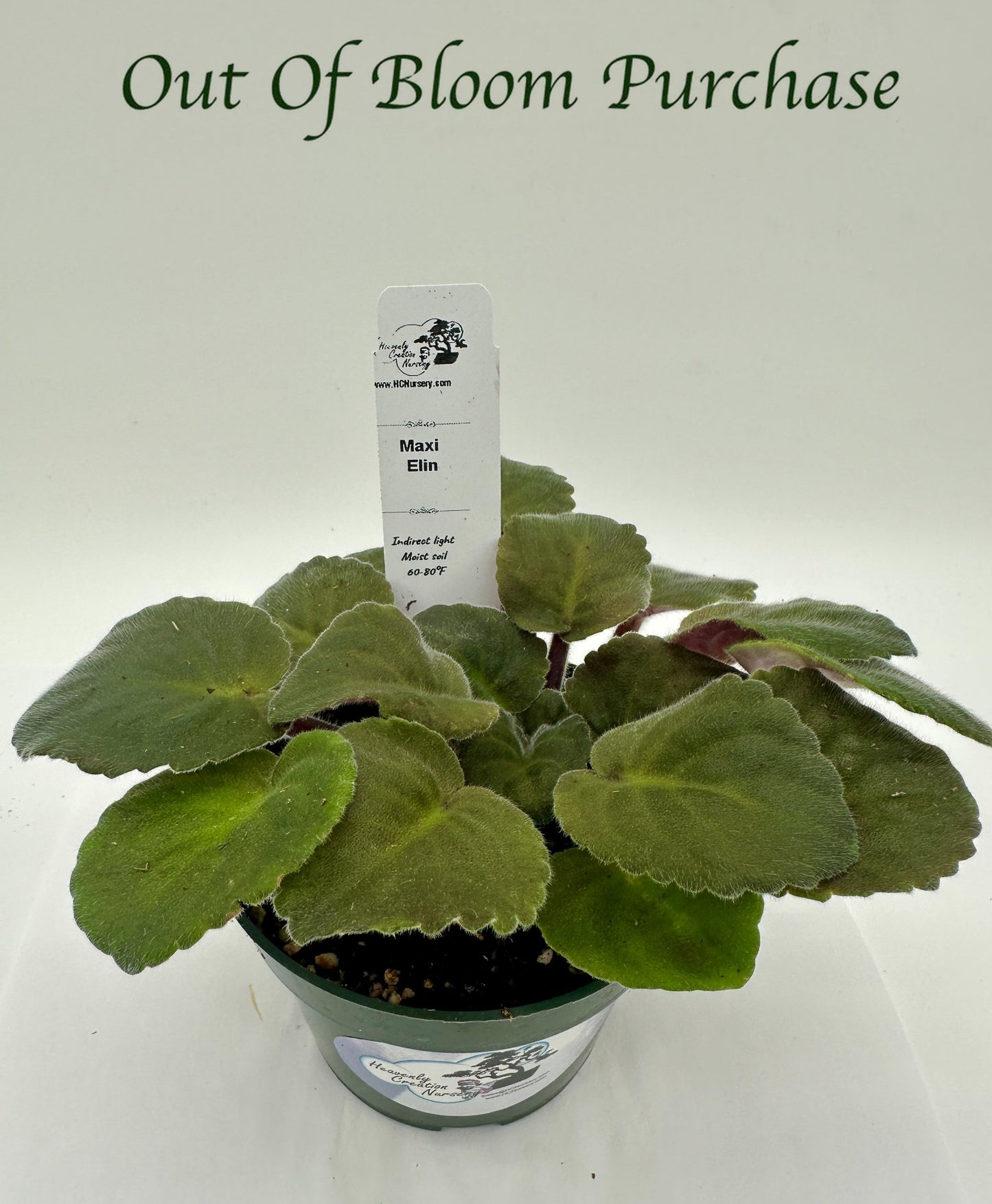 Maxi Elin - Live African Violet 4"