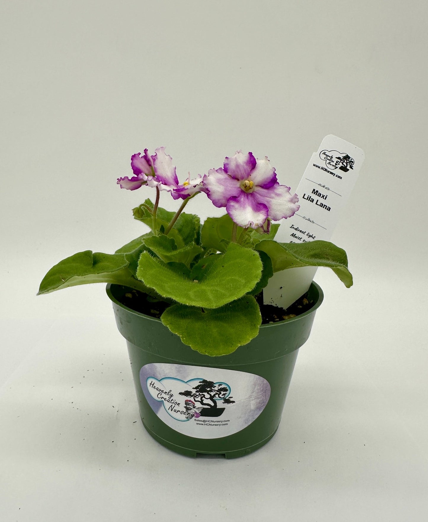 Maxi Lila Lana - Live African Violet 4"