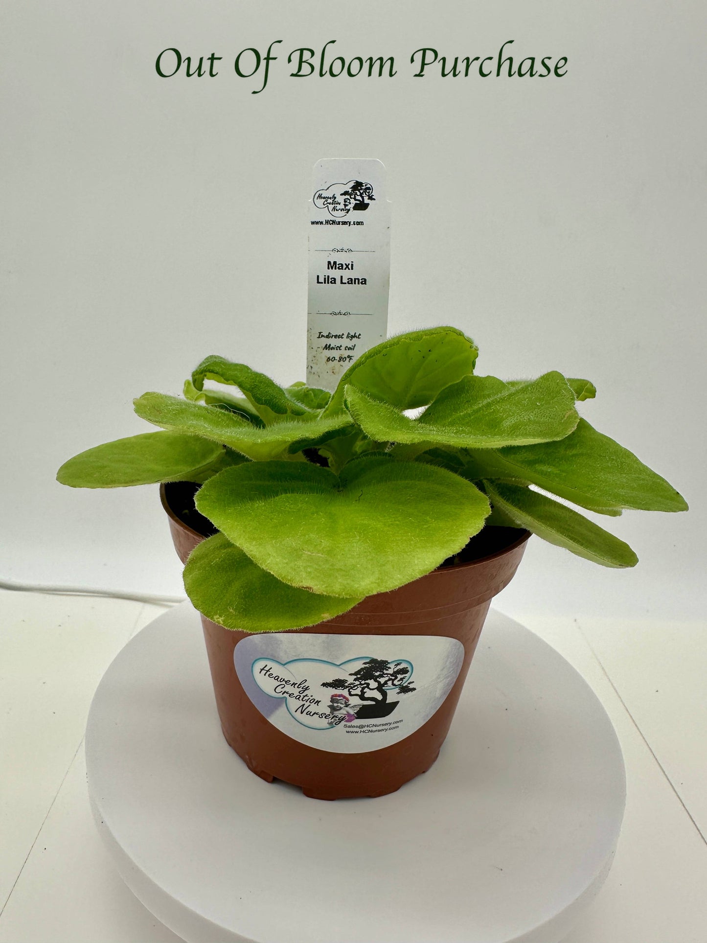 Maxi Lila Lana - Live African Violet 4"