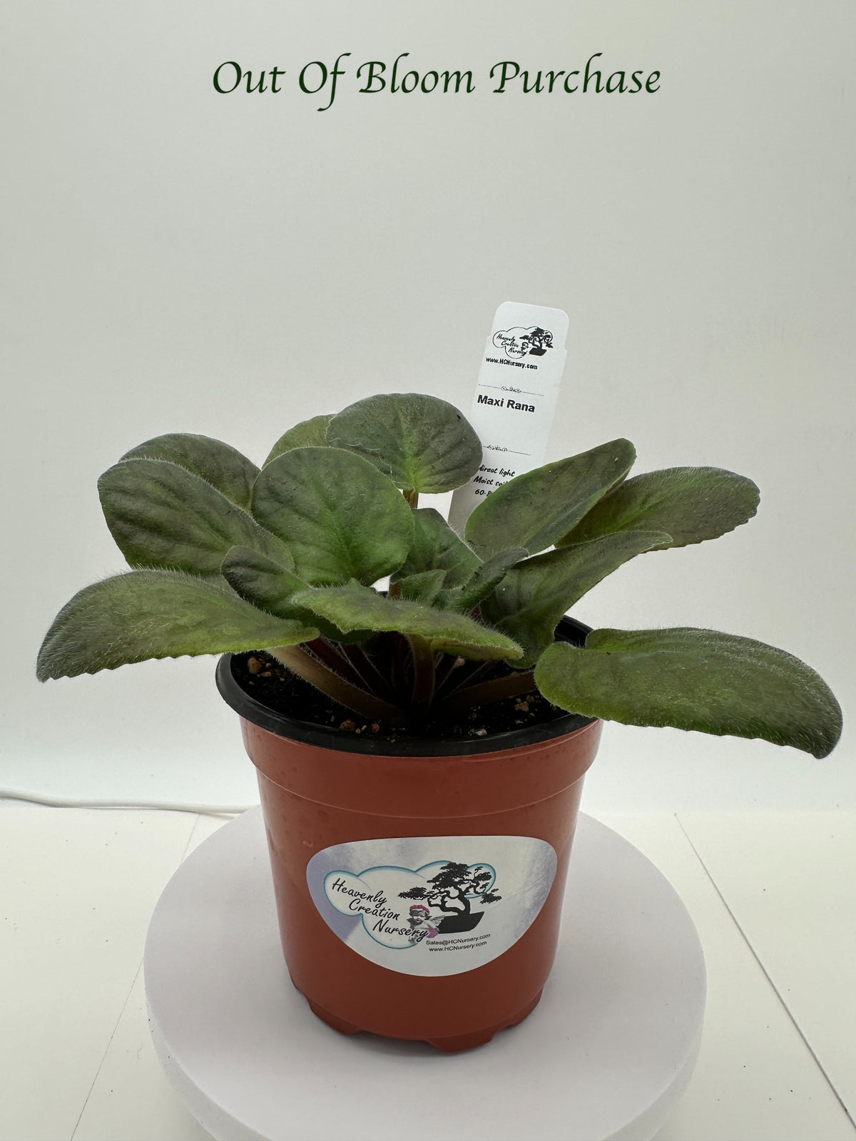 Maxi Rana - Live African Violet 4"