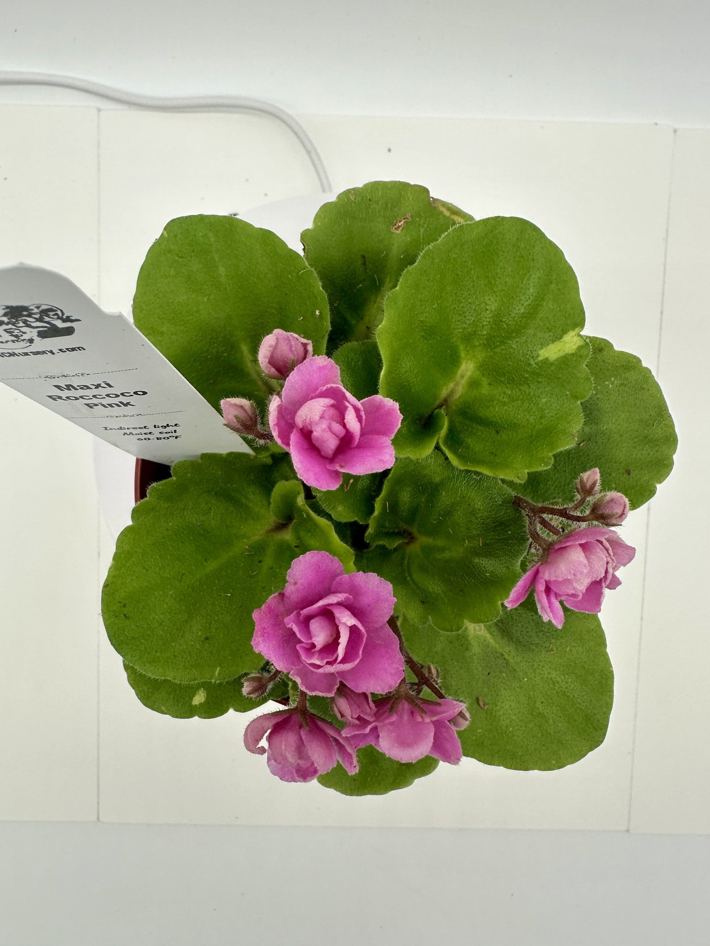 Maxi Roccoco Pink - Live African Violet 4"
