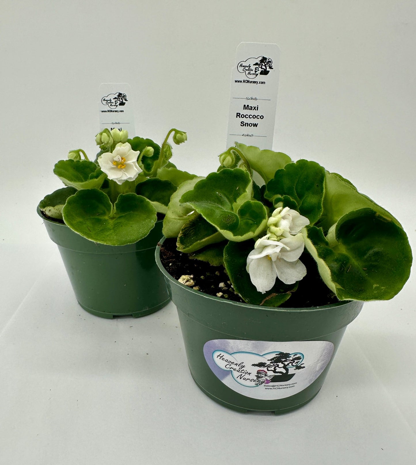 Maxi Roccoco Snow - Live African Violet 4"
