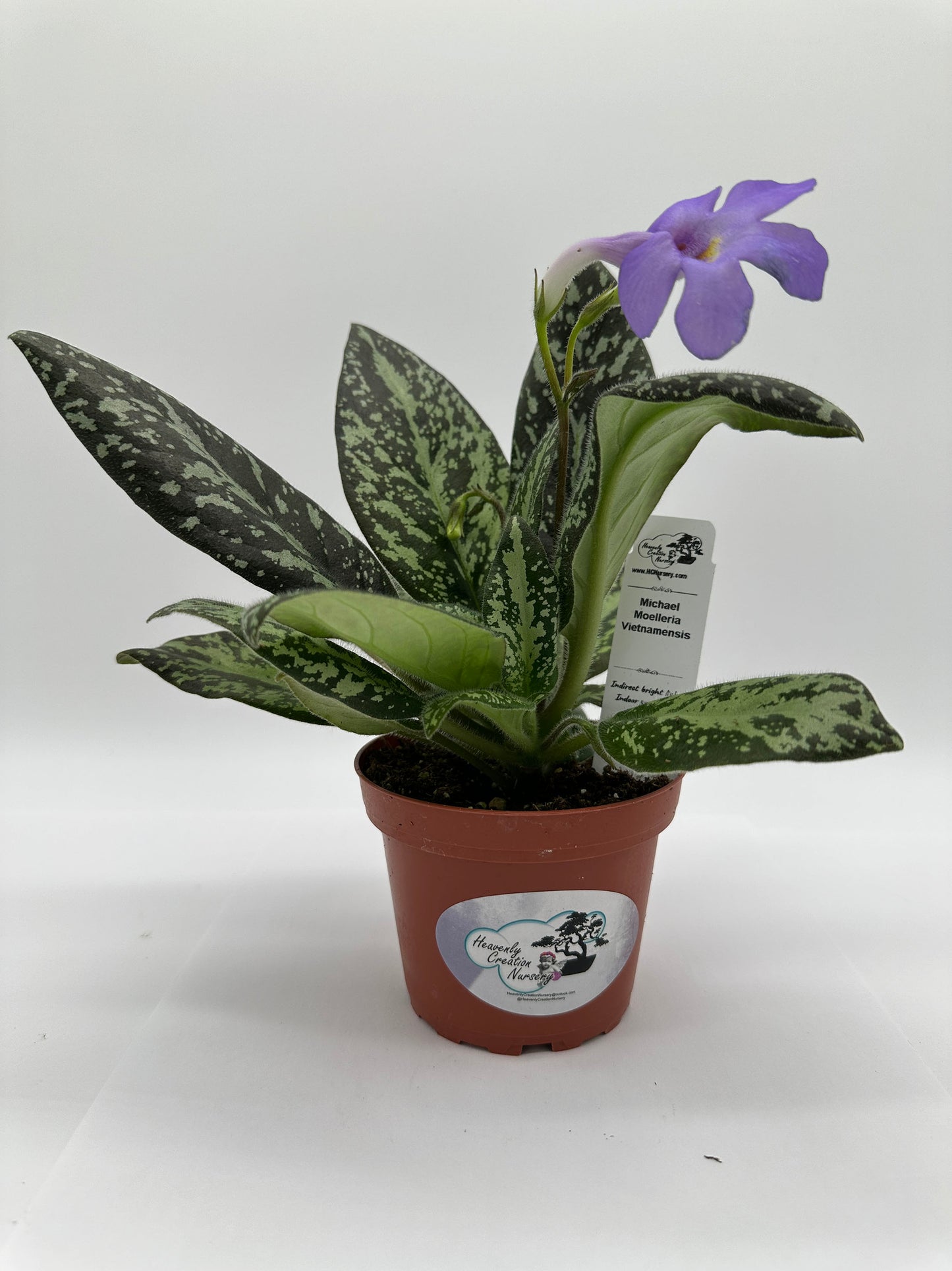 Michaelmoelleria Vietnamensis - Live Plant 4" - Vietnam origin - Very Rare