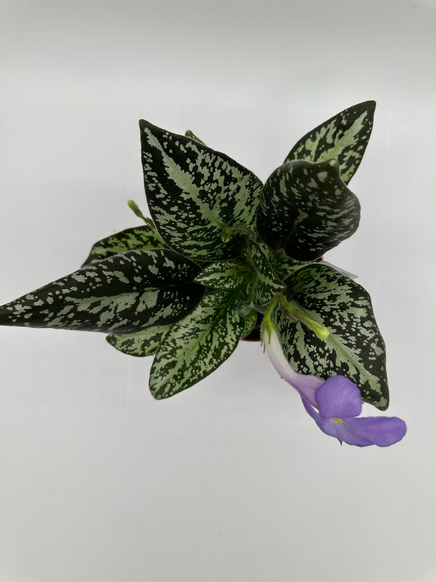 Michaelmoelleria Vietnamensis - Live Plant 4" - Vietnam origin - Very Rare