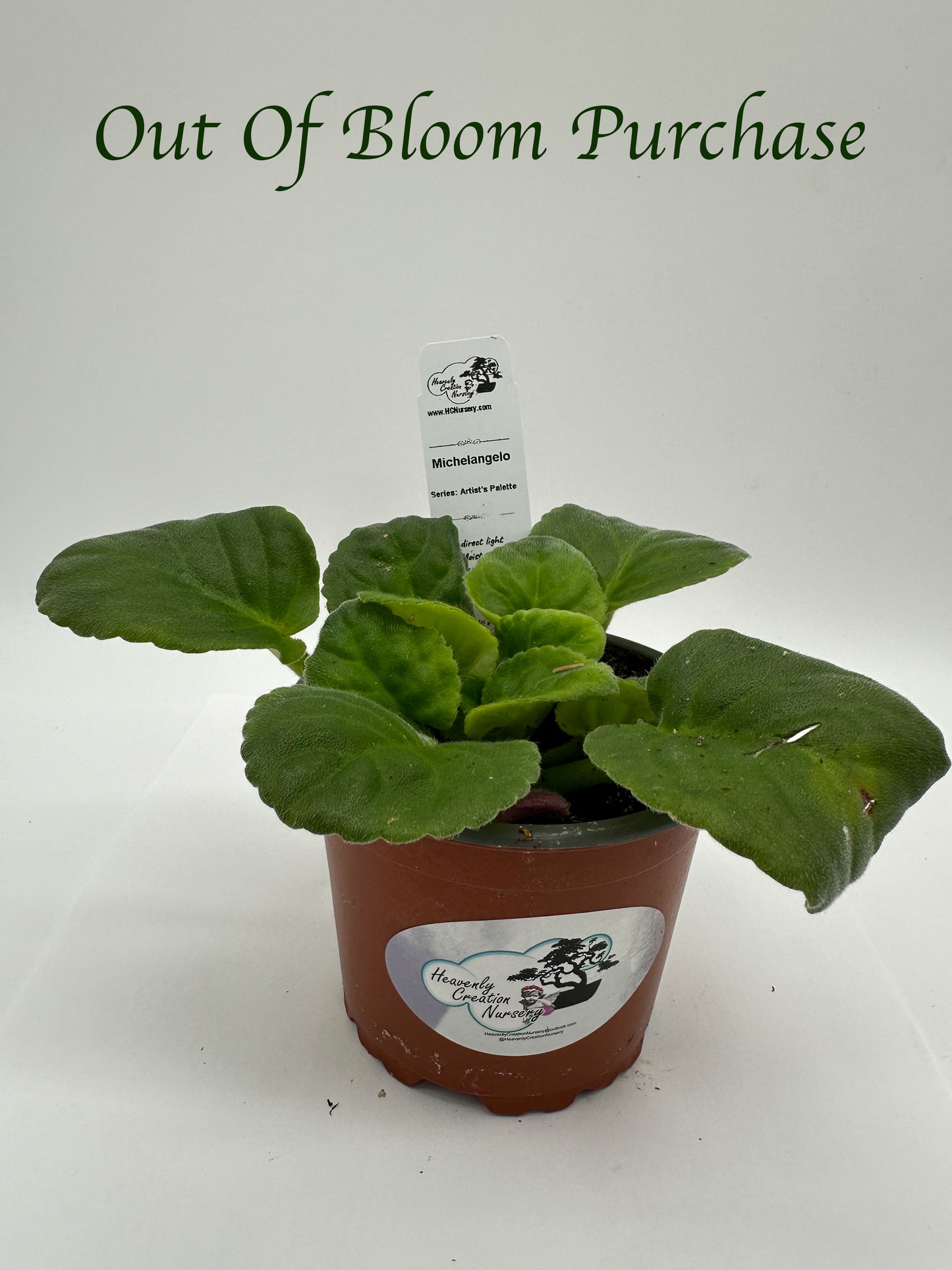 Michelangelo - Live African Violet 4" - Series: Artist's Palette