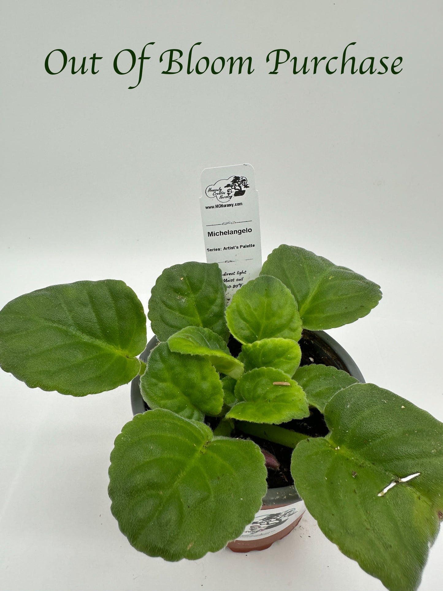 Michelangelo - Live African Violet 4" - Series: Artist's Palette